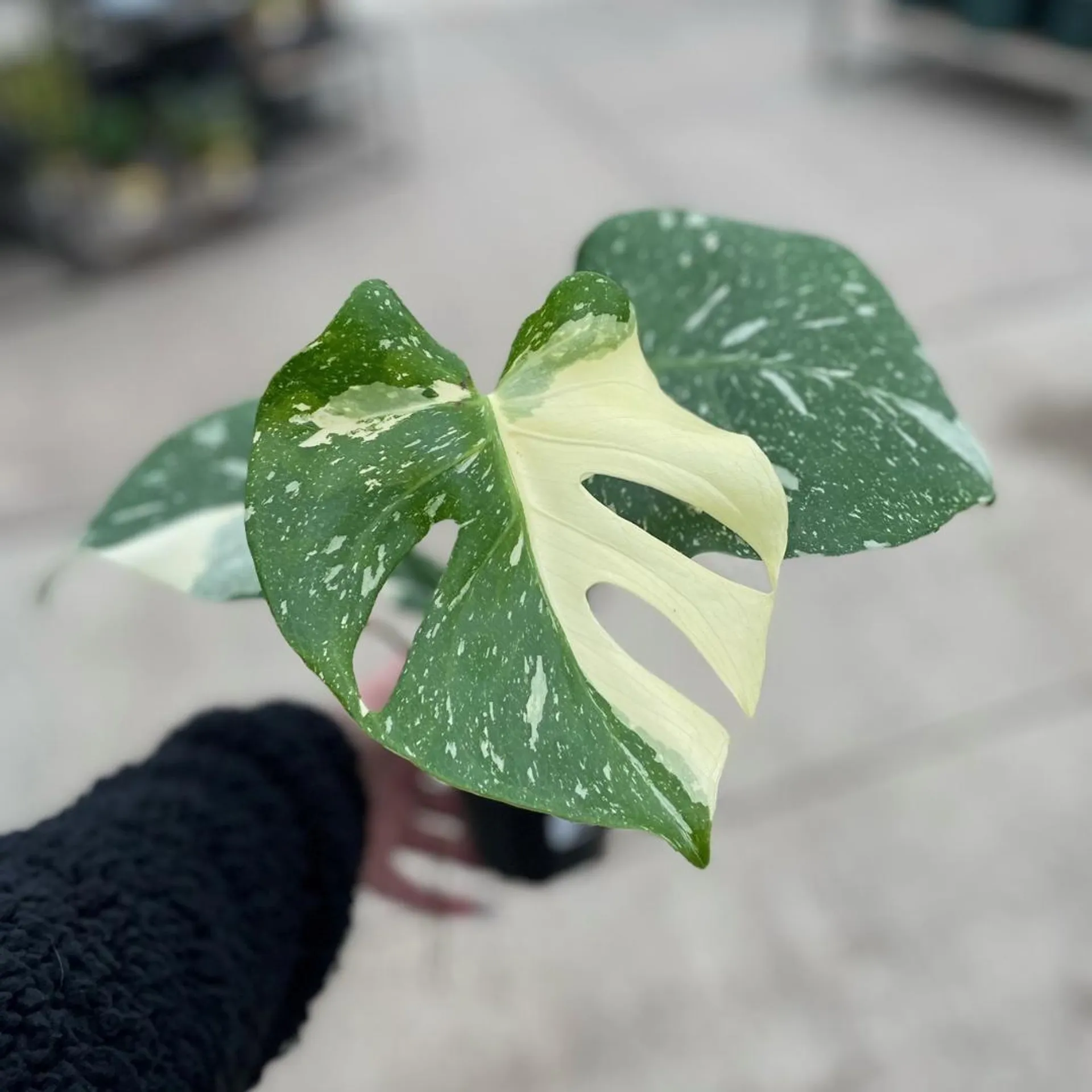 4″ Monstera Thai Constellation ‘Creme Brulee’