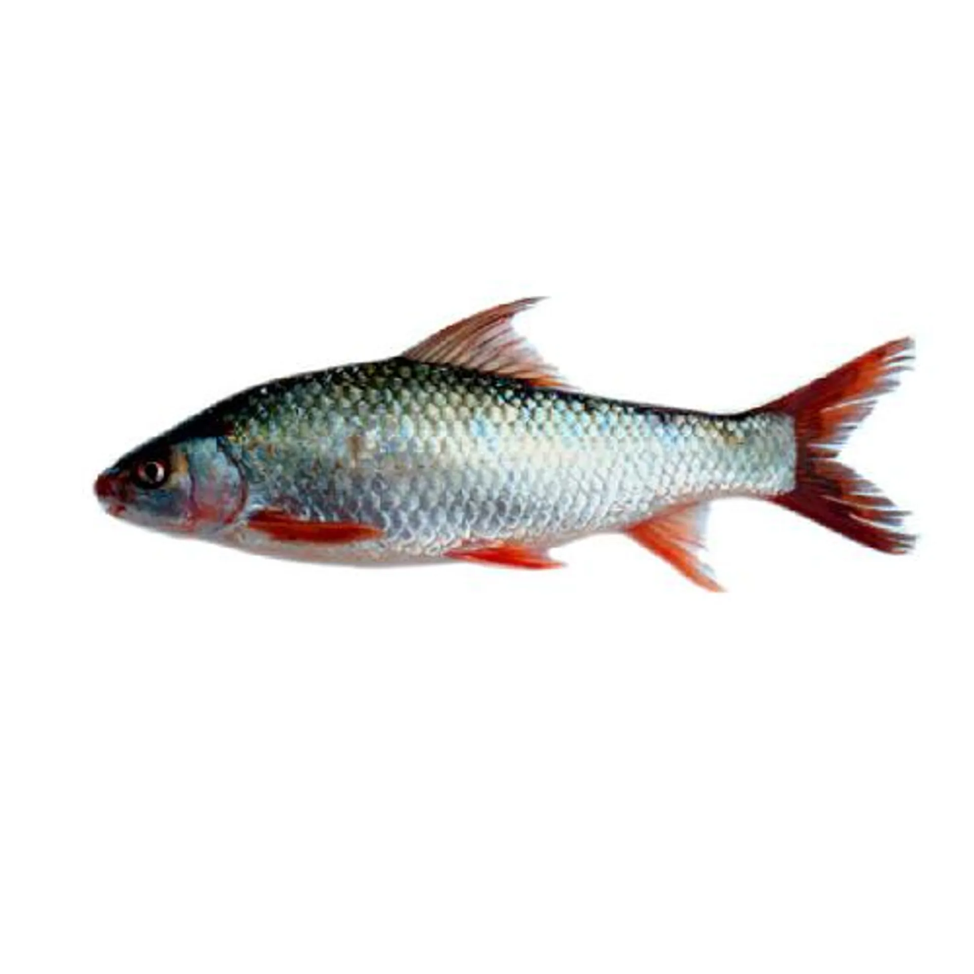 Mrigal Fish 4kg