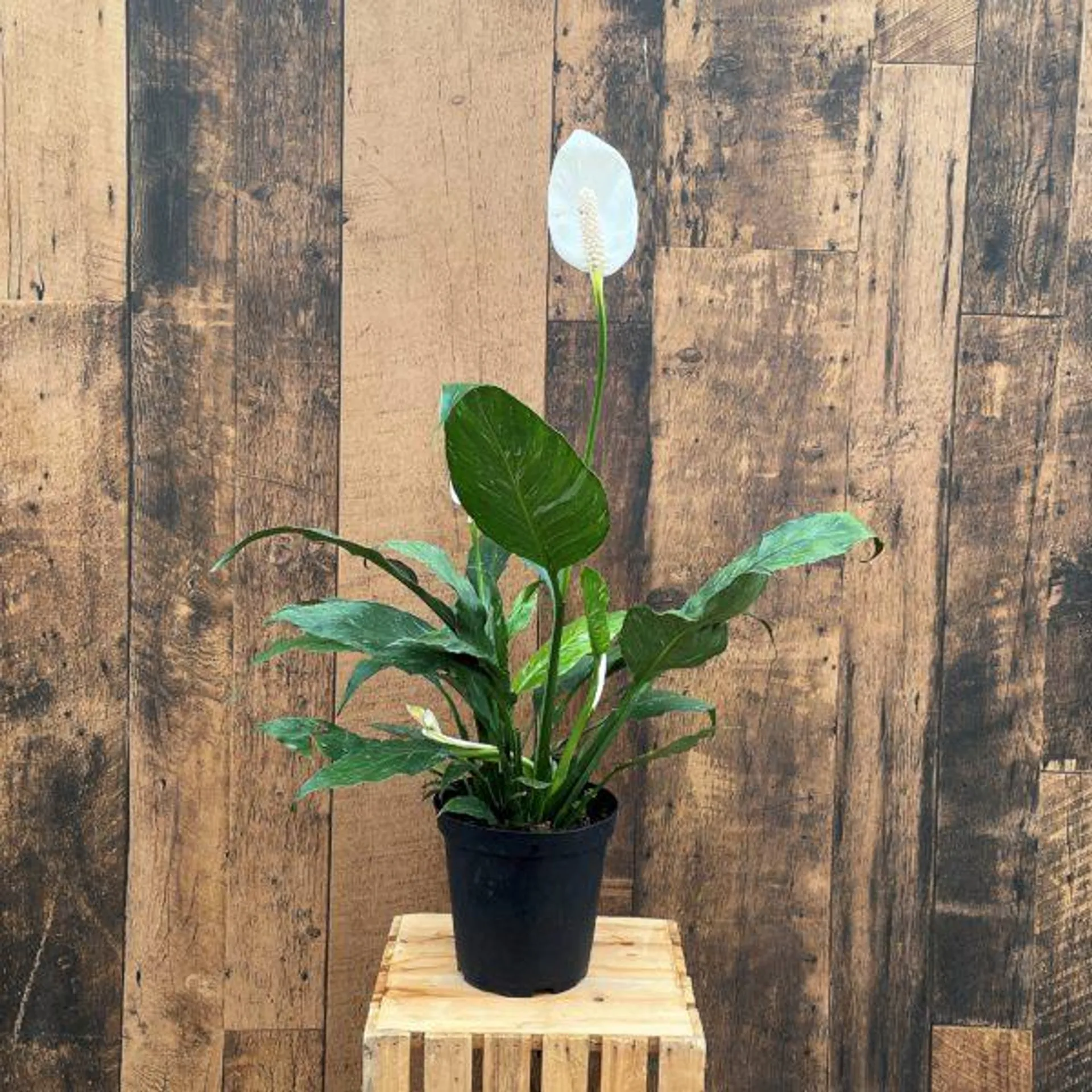 Peace Lily – Spathiphyllum (multiple sizes available)