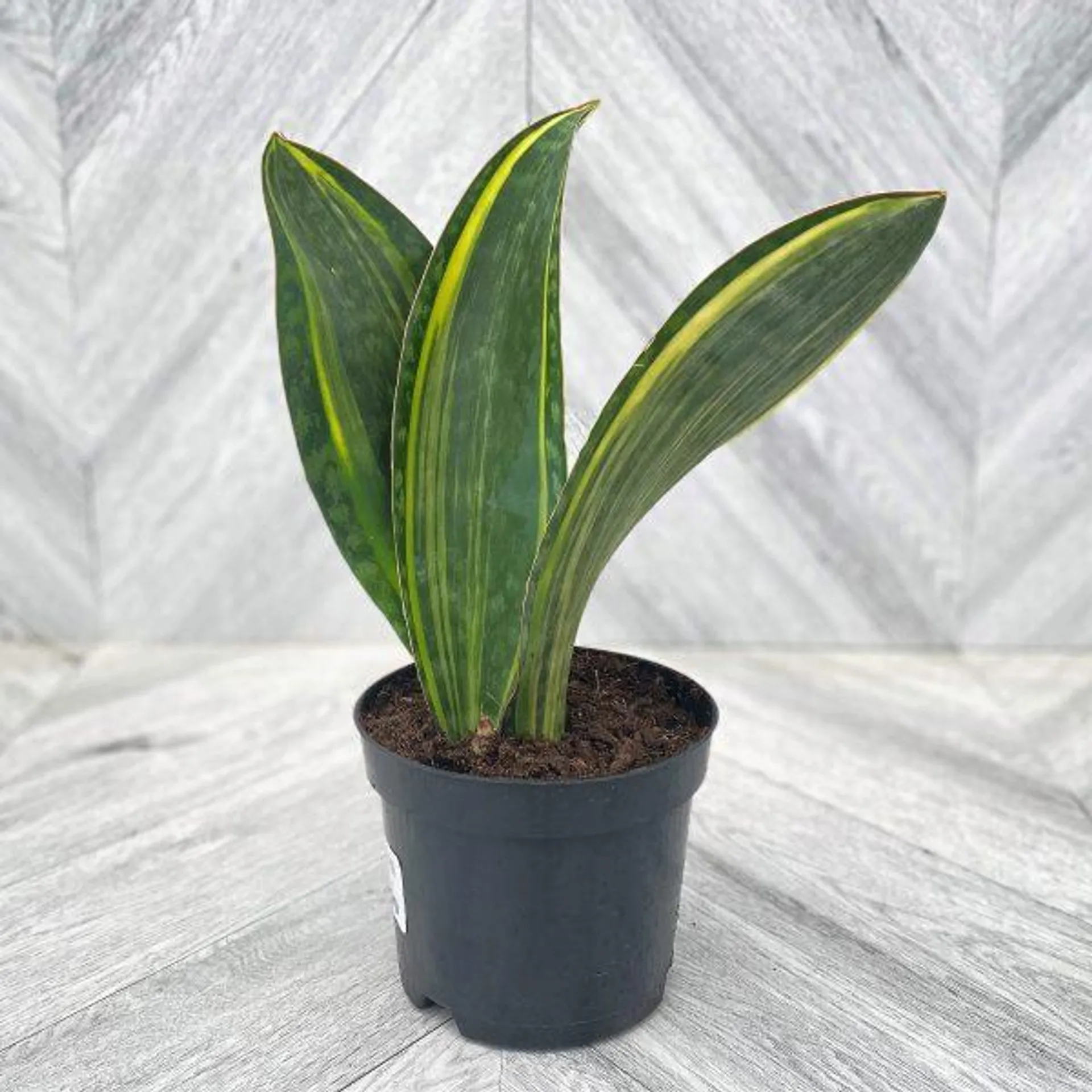 Sansevieria ‘Whale Fin’