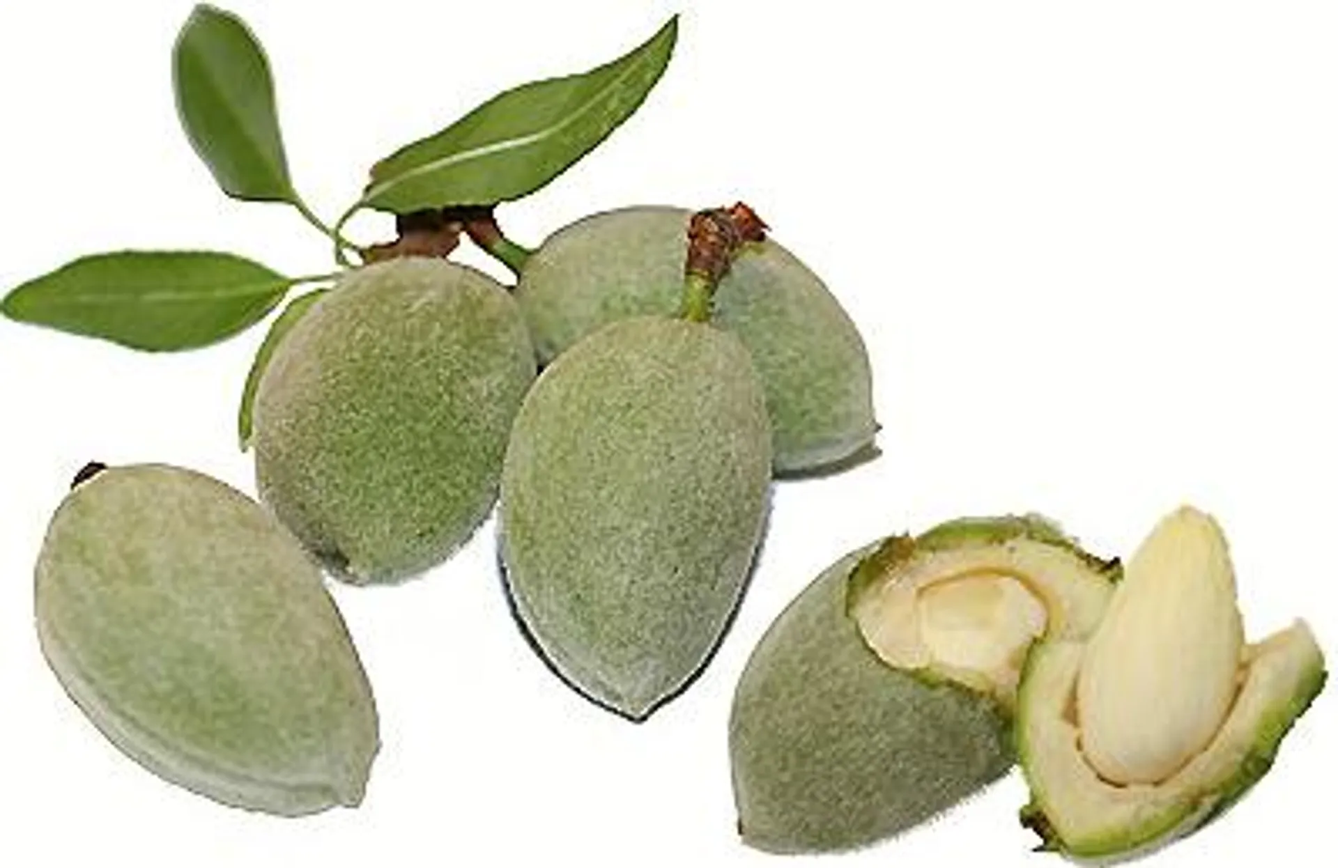 Fresh Green Almonds