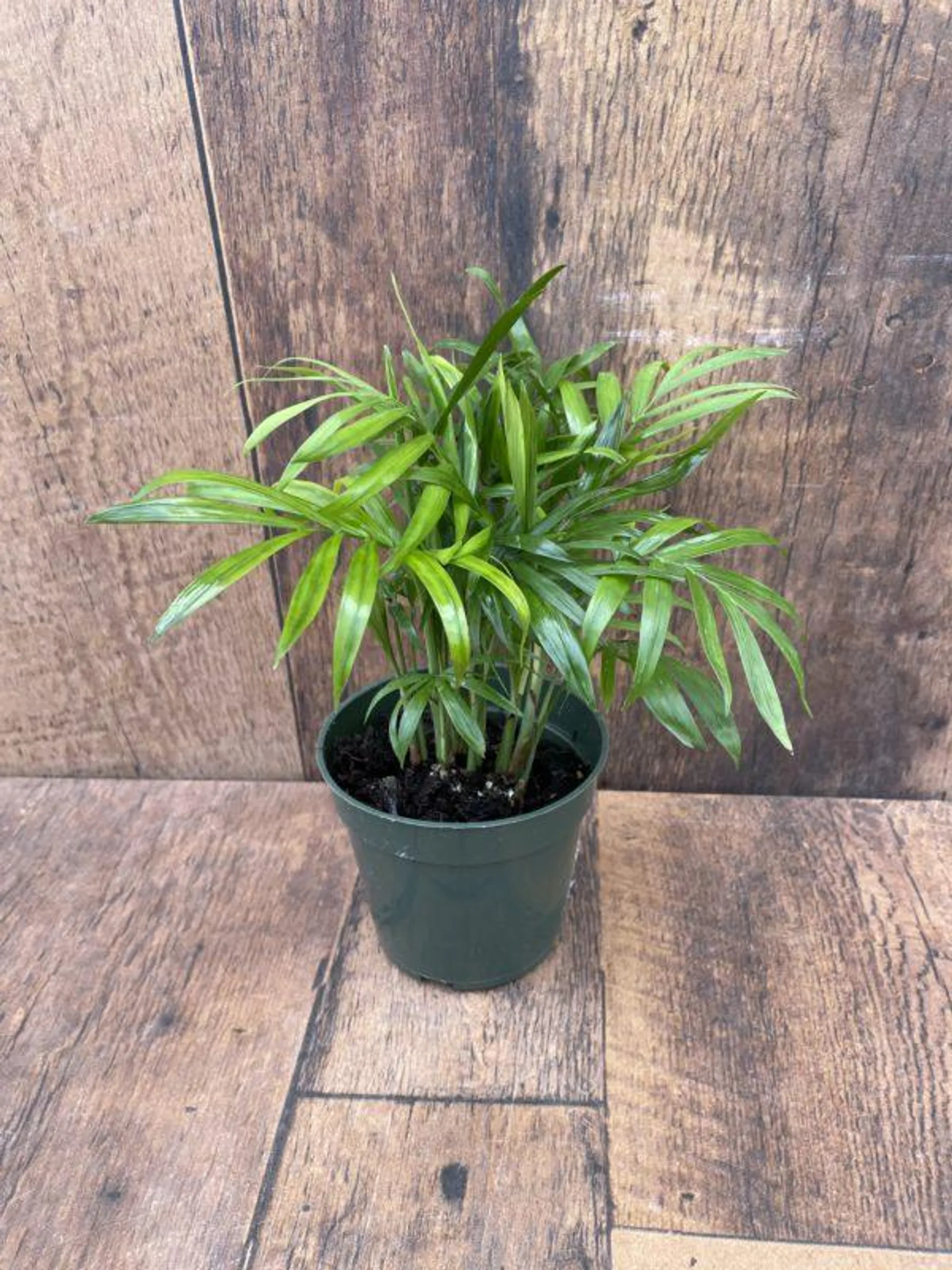 Palm Parlour (4″ pot)