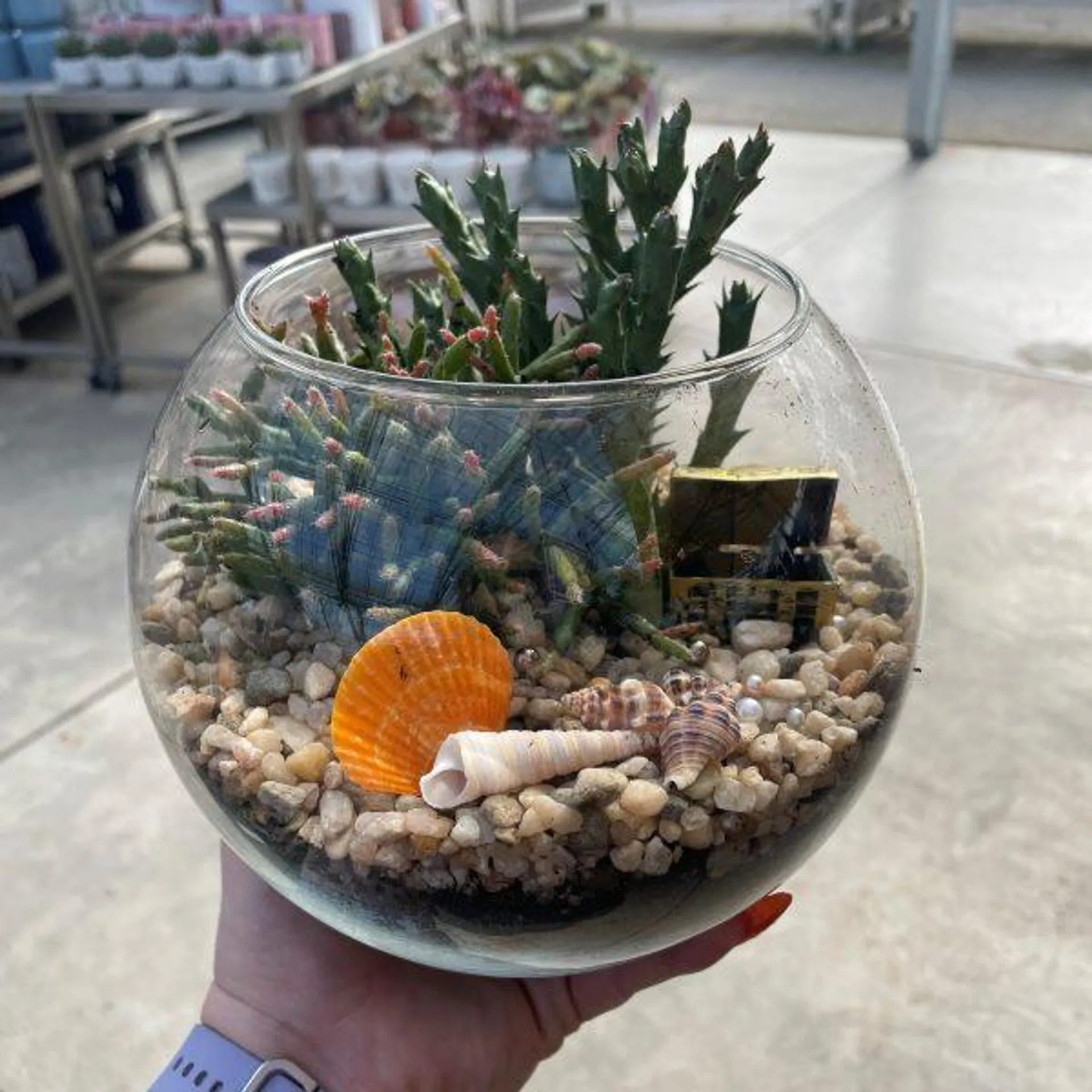 Treasure Reef Terrarium