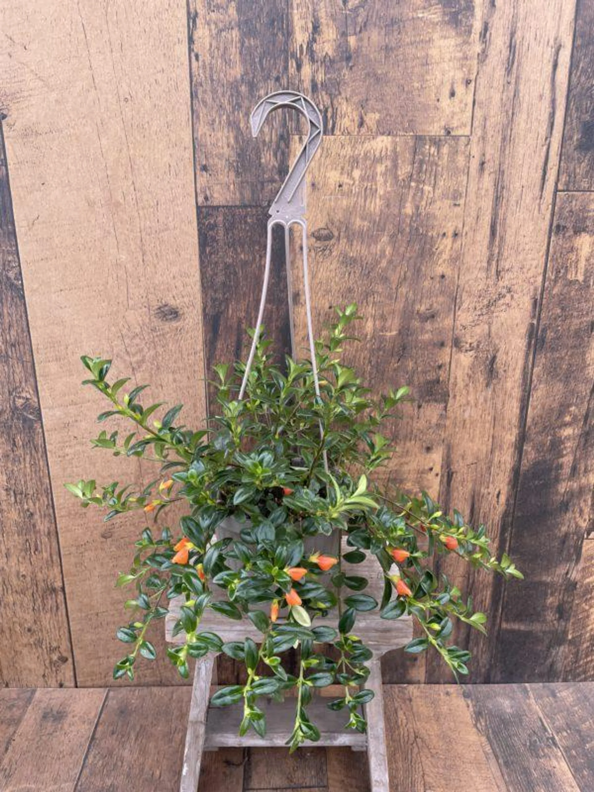 6.5″ Goldfish Plant Hanging Basket