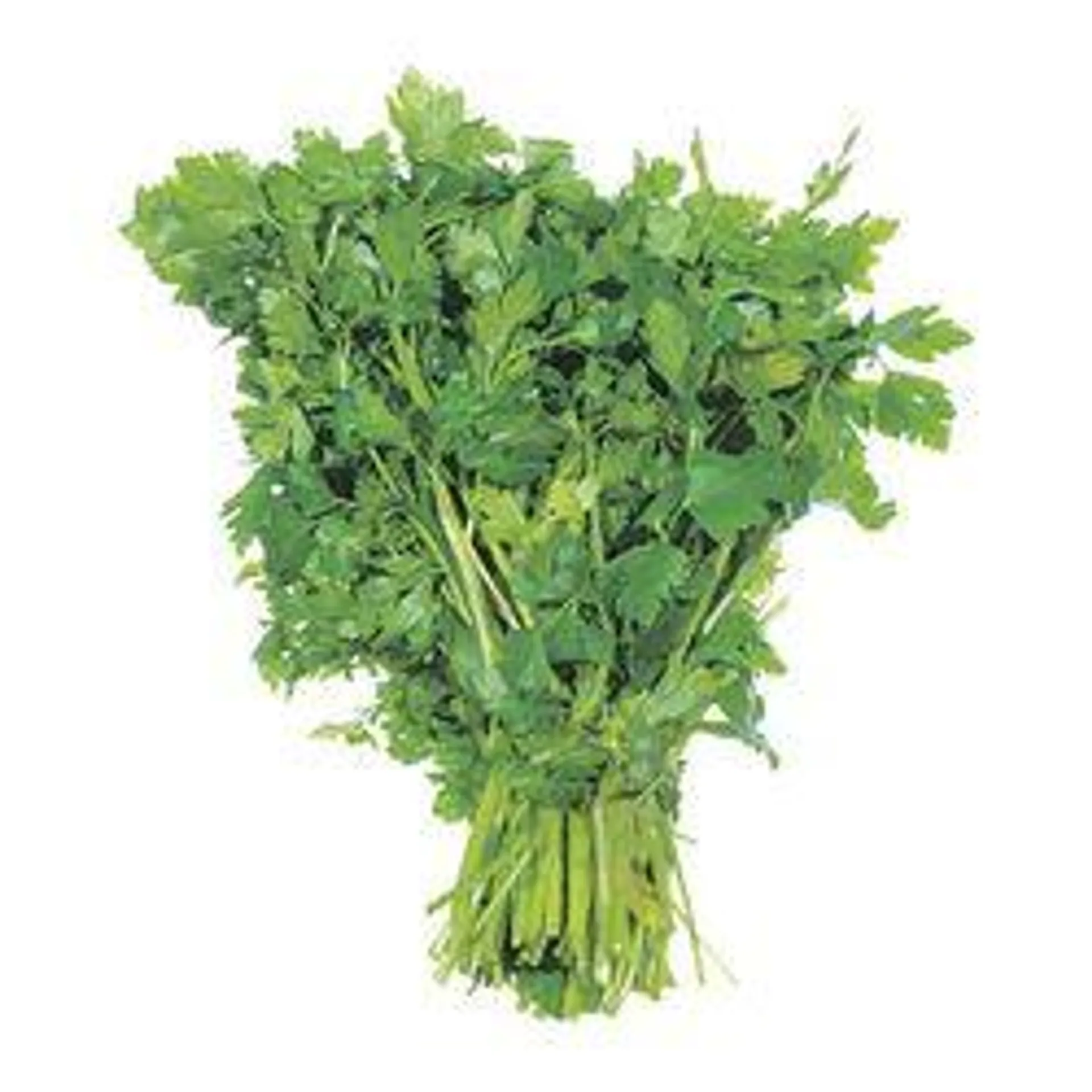 Fresh Italian Parsley