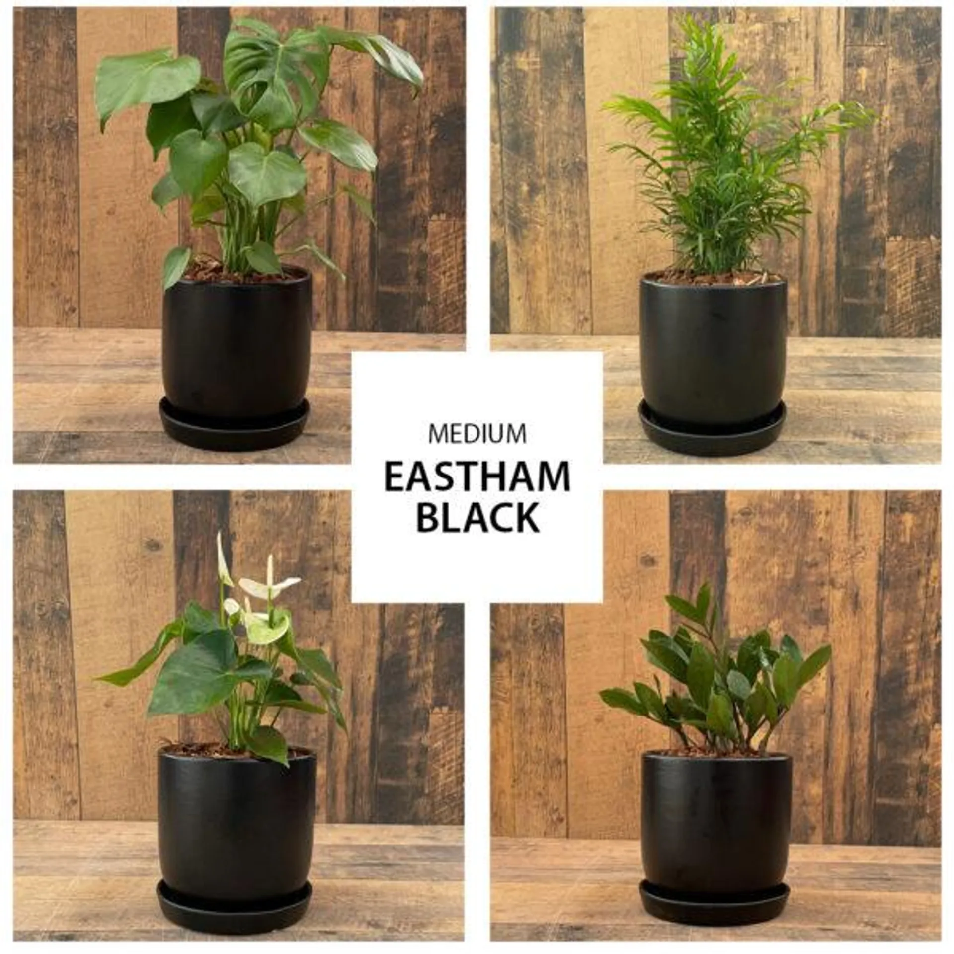 Eastham Black Urban Tropical Collection (med)