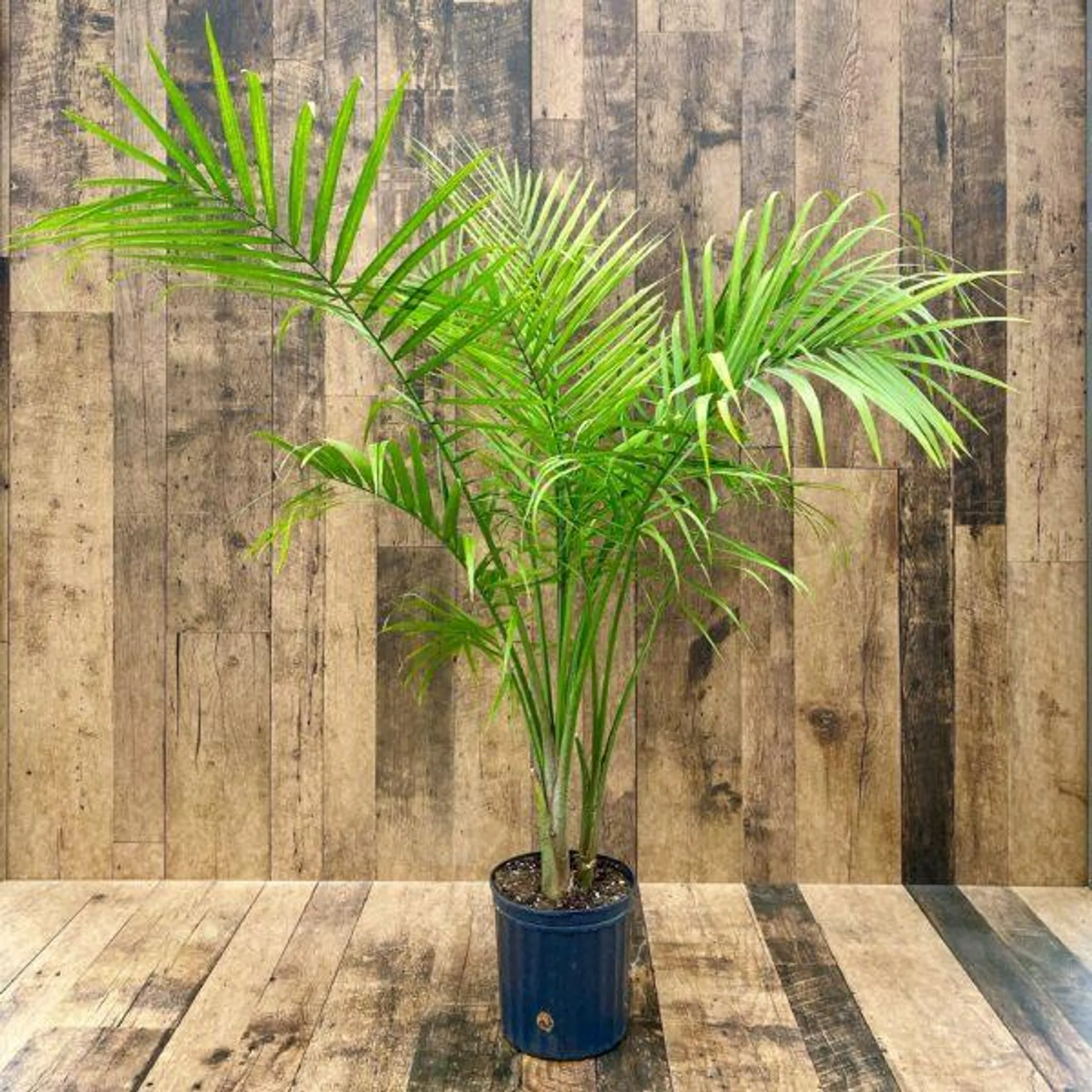 Majesty Palm (10″ pot)