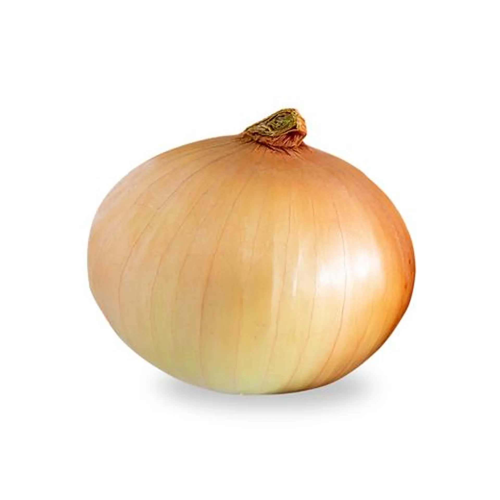 Spanish Onion