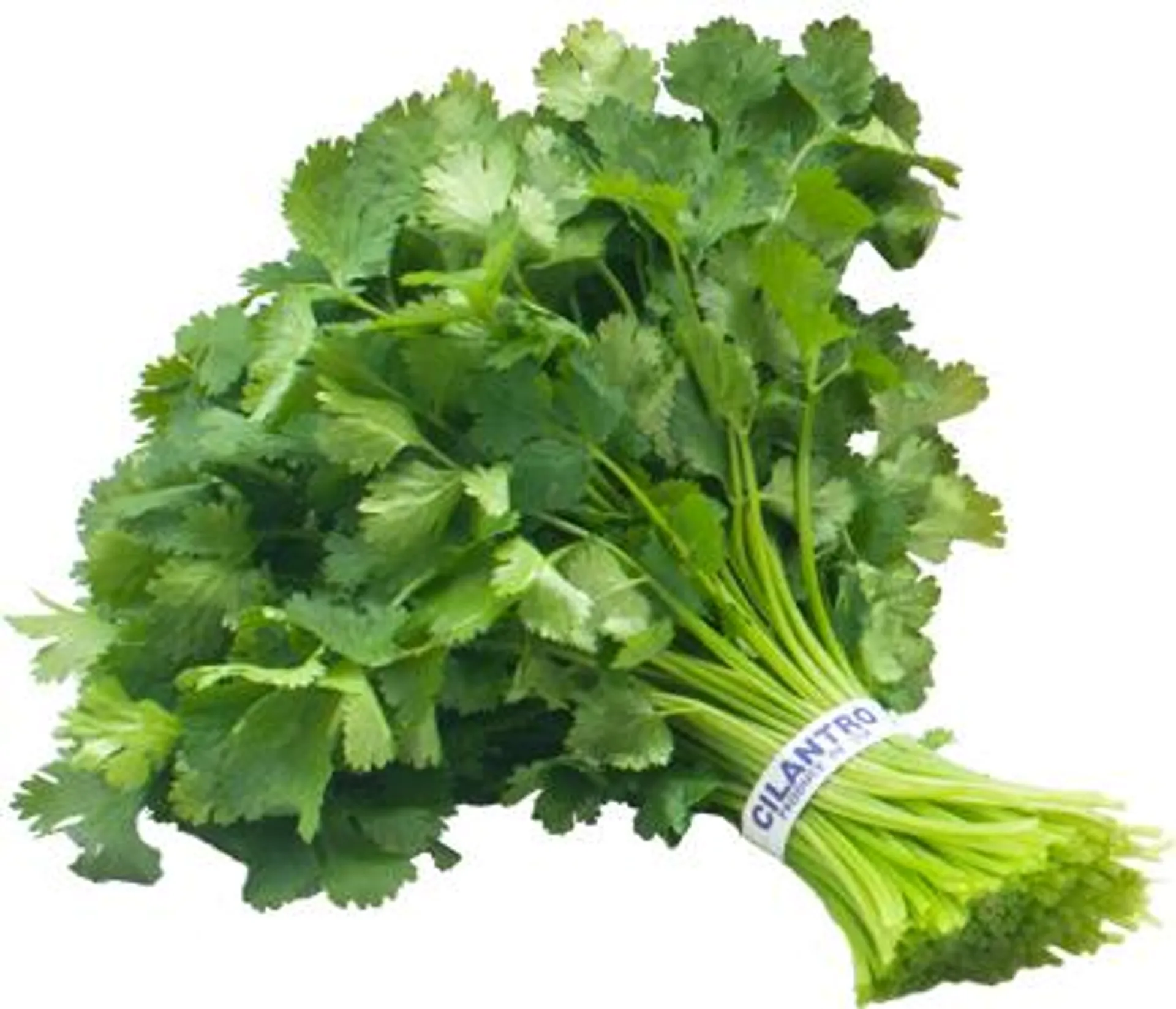 Cilantro / Coriander