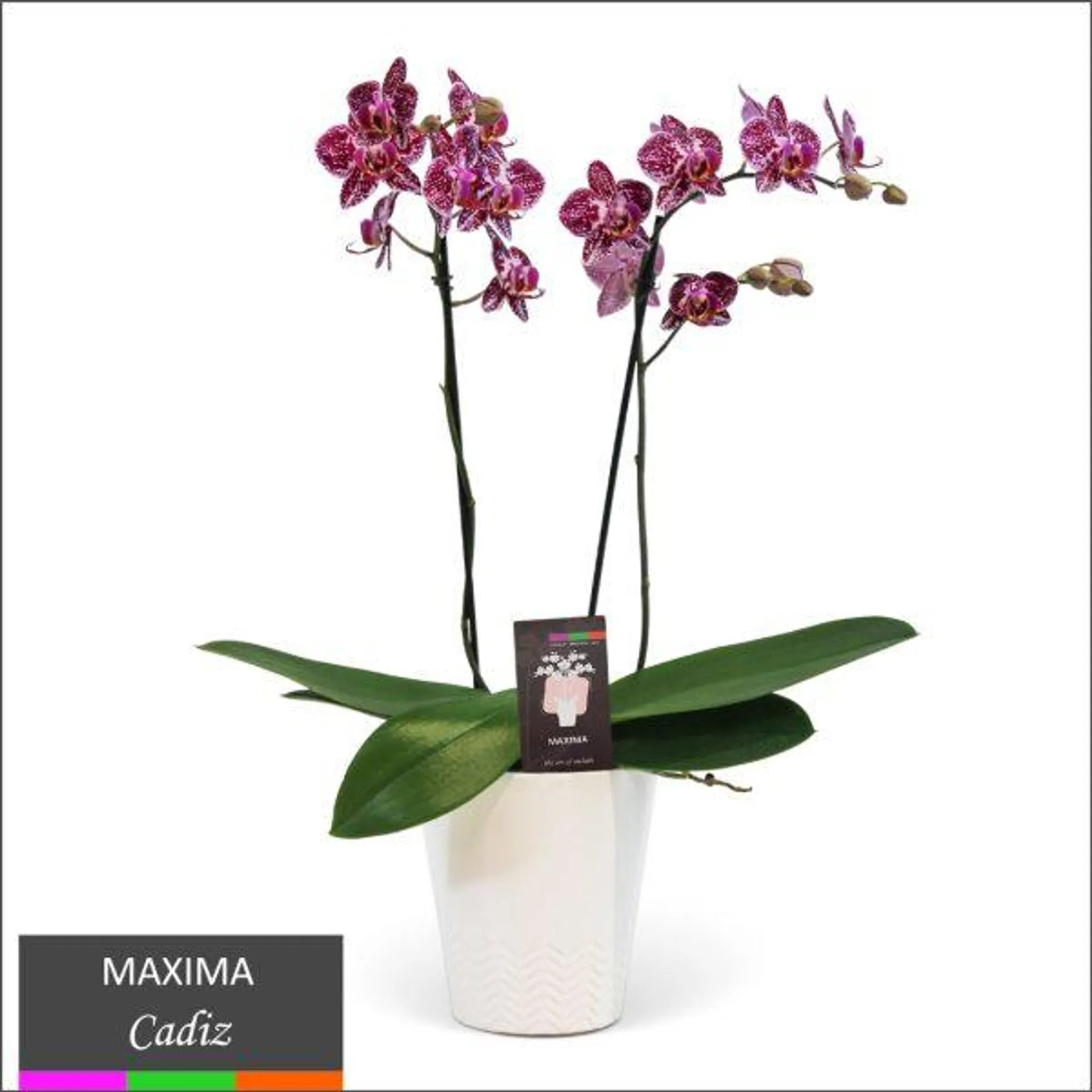 Maxima Orchid – Multi Spike in Ceramic Pot