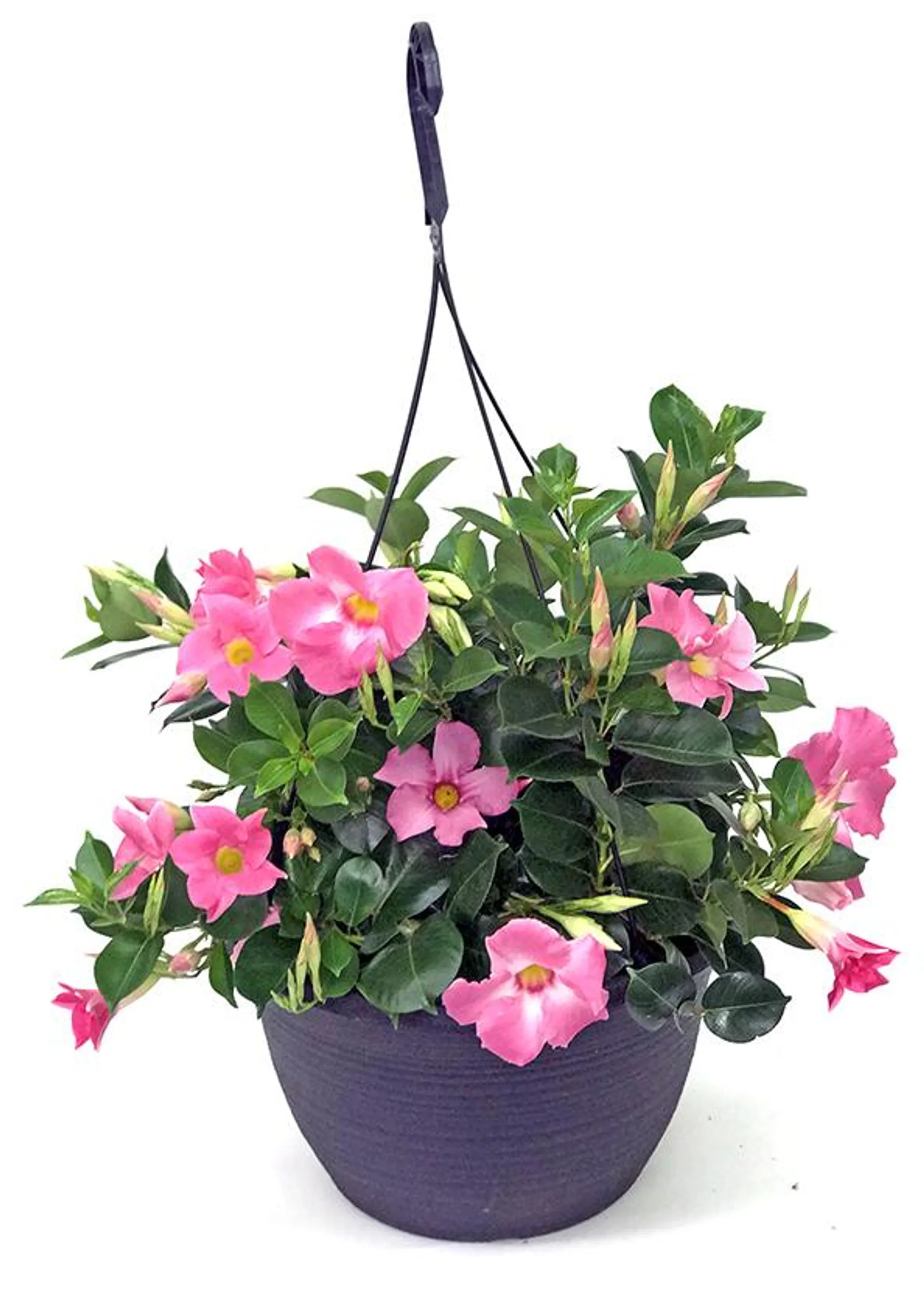 12″ Mandevilla Hanging Basket – Growers Choice