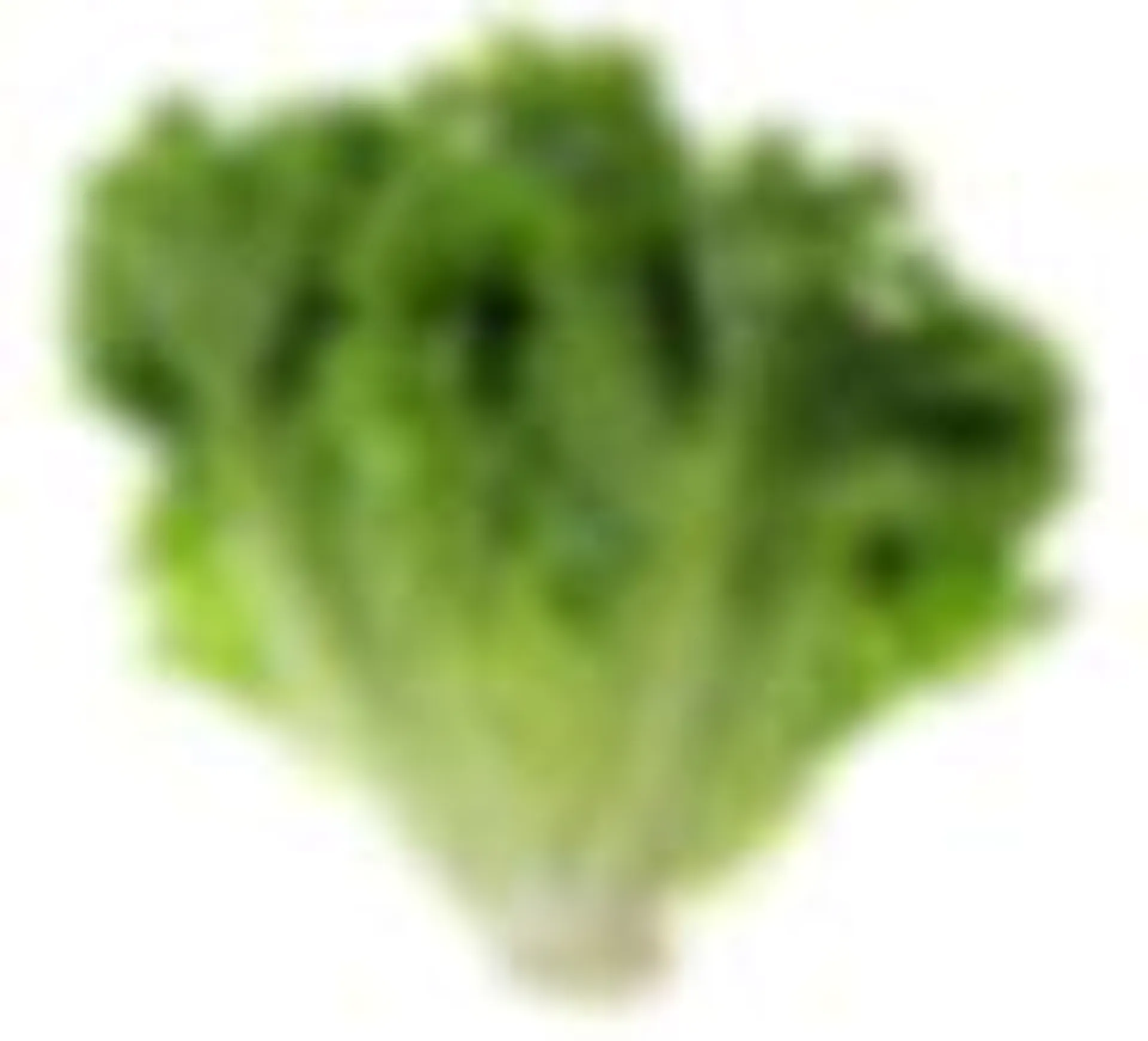 Leaf Lettuce