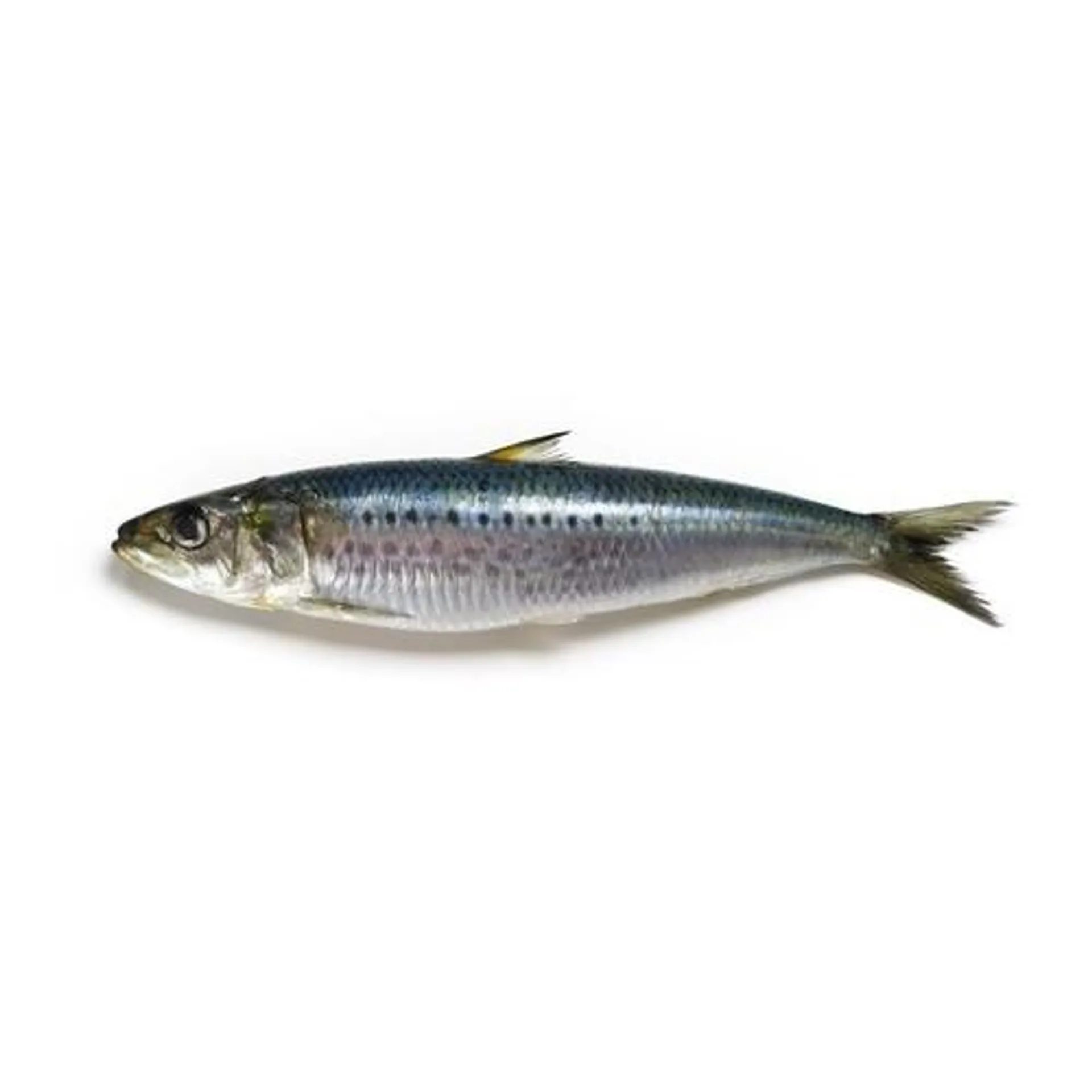 Sardines Fish