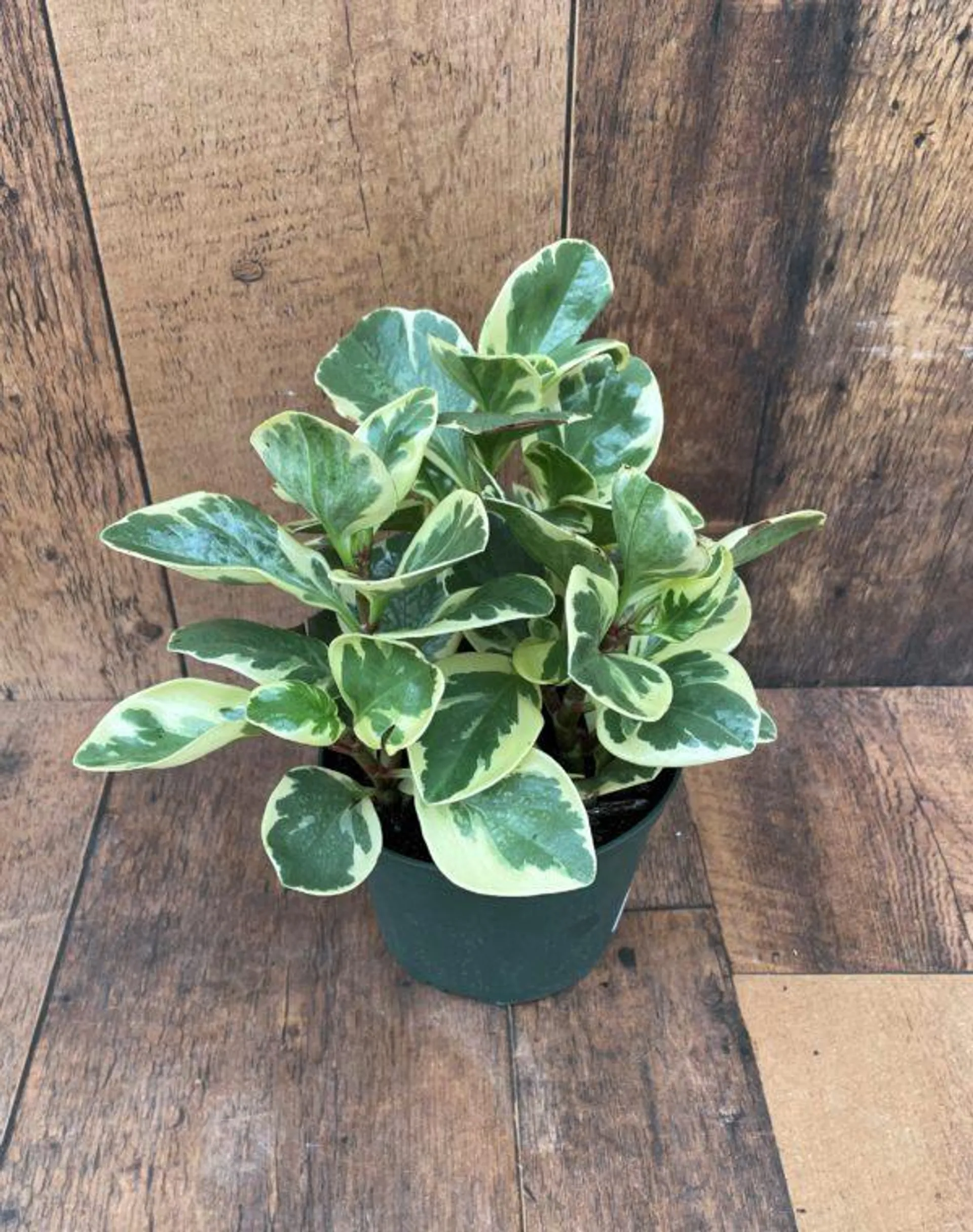 Peperomia Ginny (6″ pot)