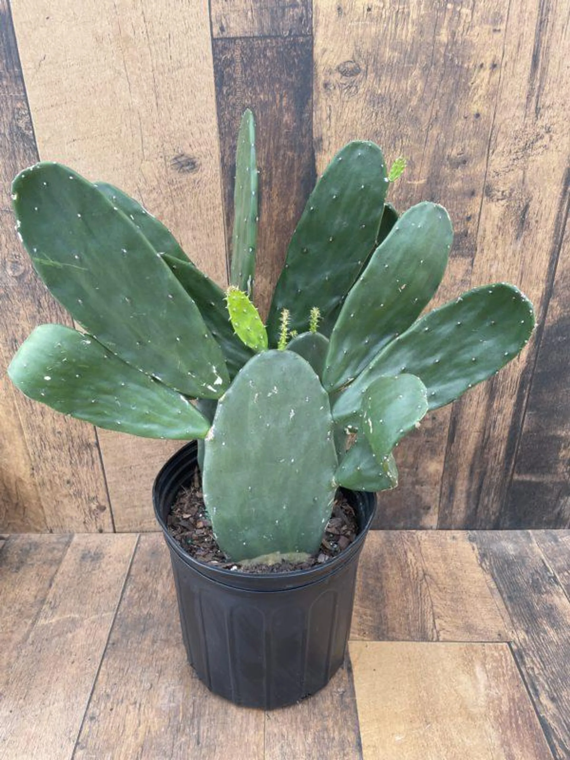 Opuntia Cactus (10″ pot)