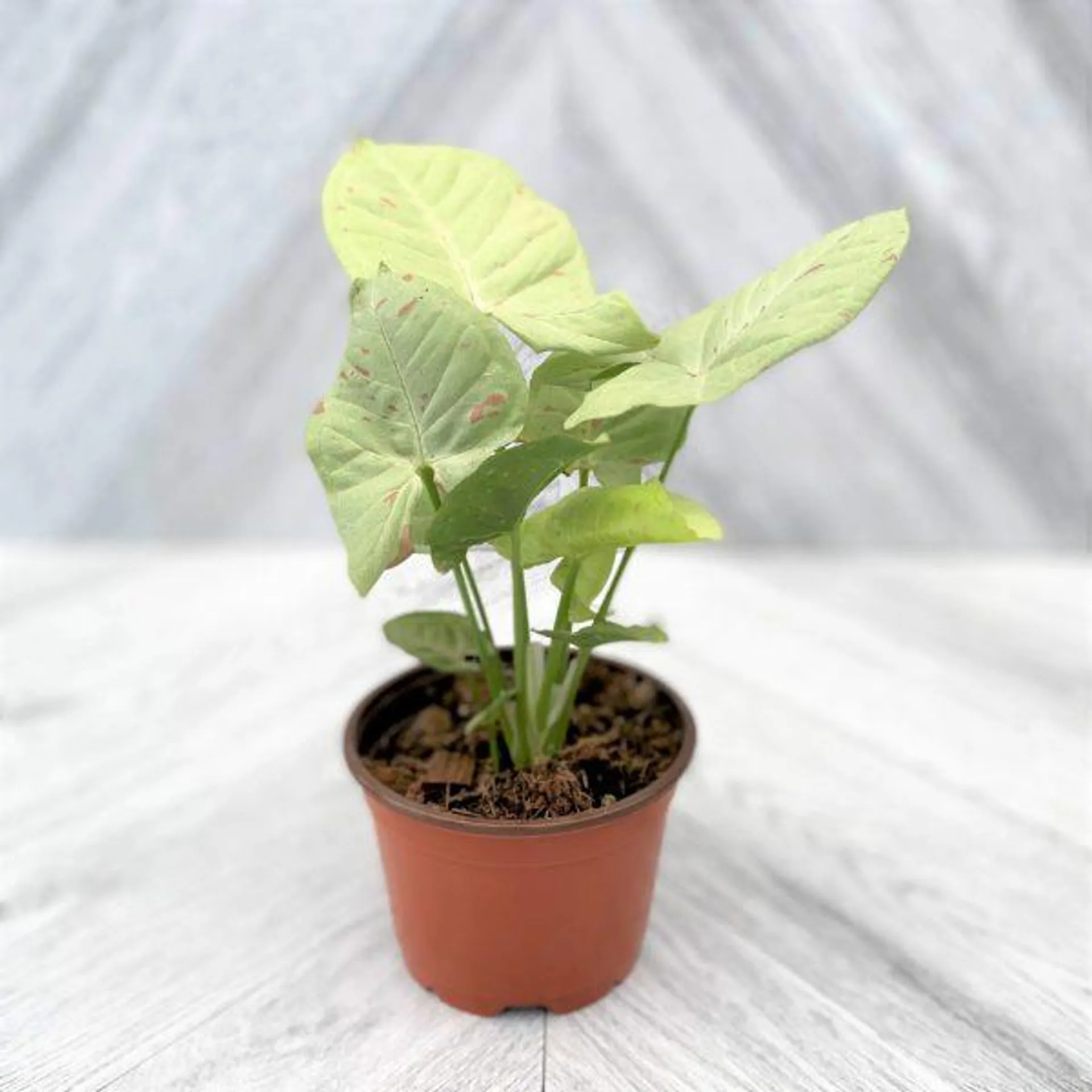 Syngonium ‘Milk Confetti’