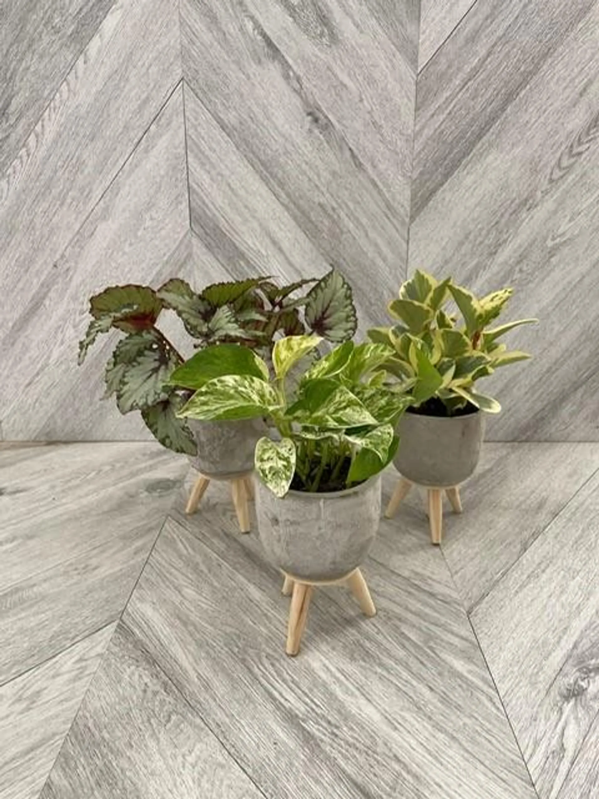 Tropicals in 4″ Pots with Legs ( pothos, rex begonia, peperomia)