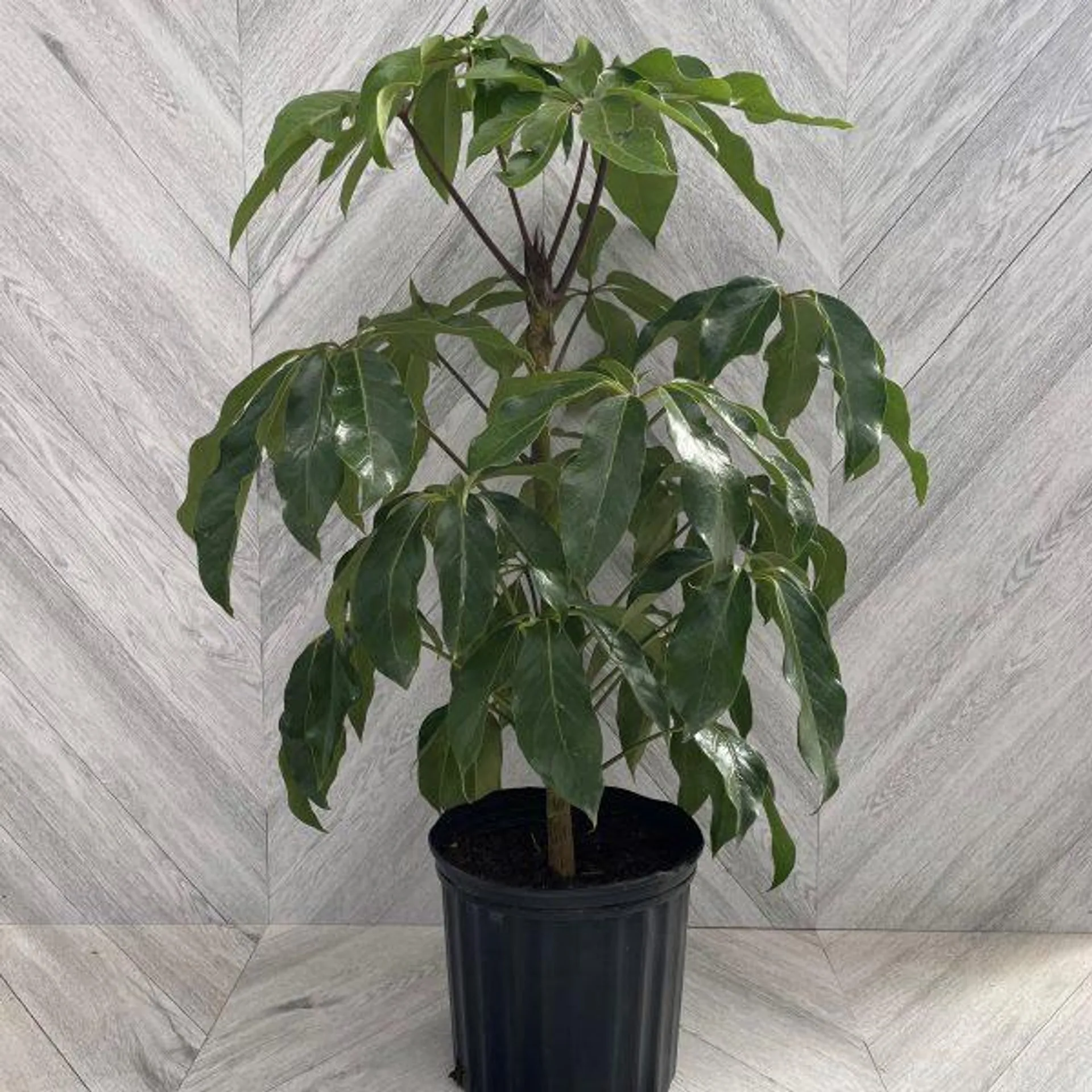 Amate Bush (10″ pot)