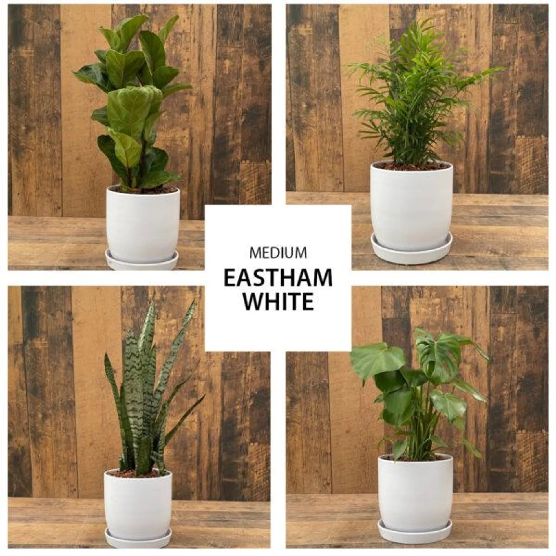 Eastham White Urban Tropical Collection (med)