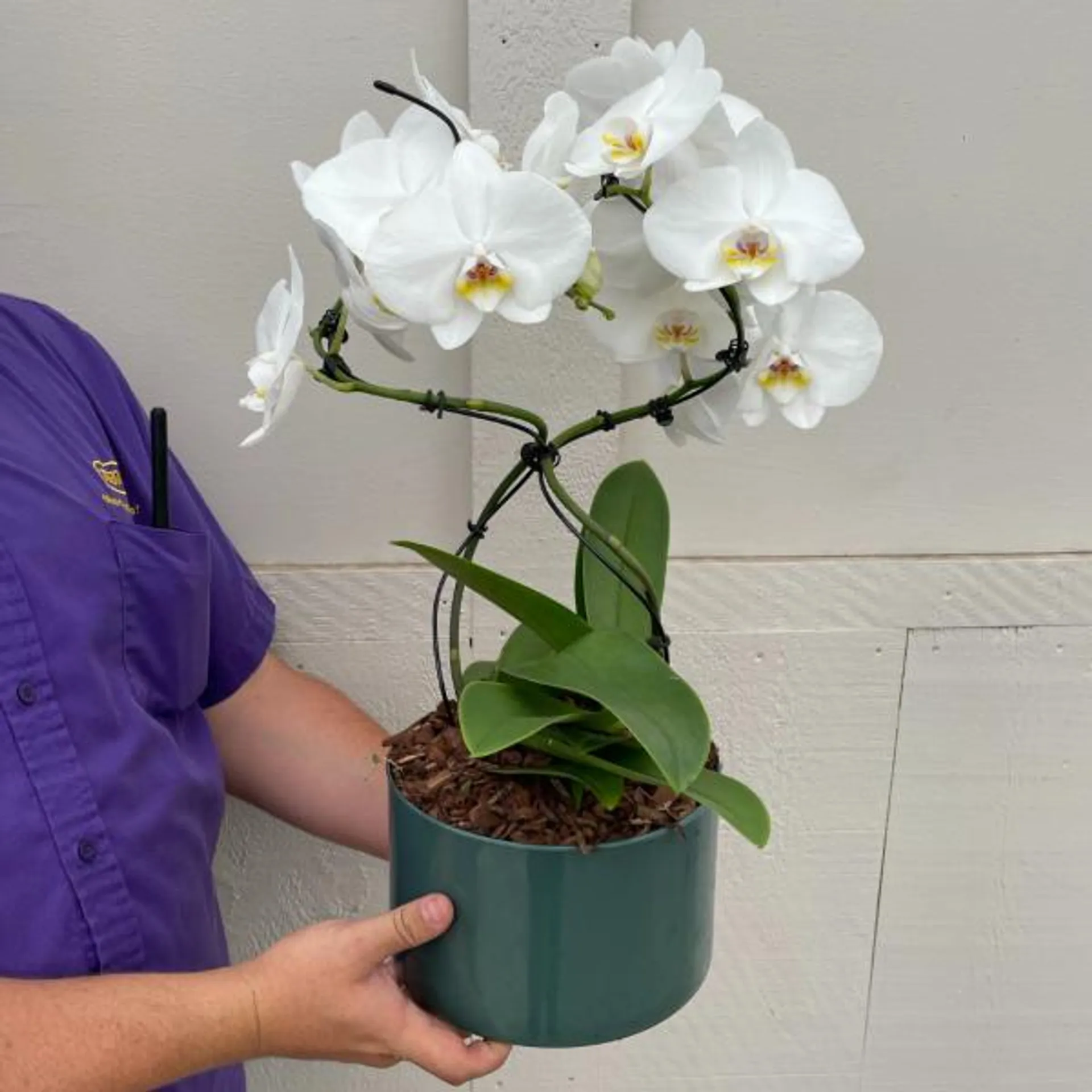 8″ Orchid Duo