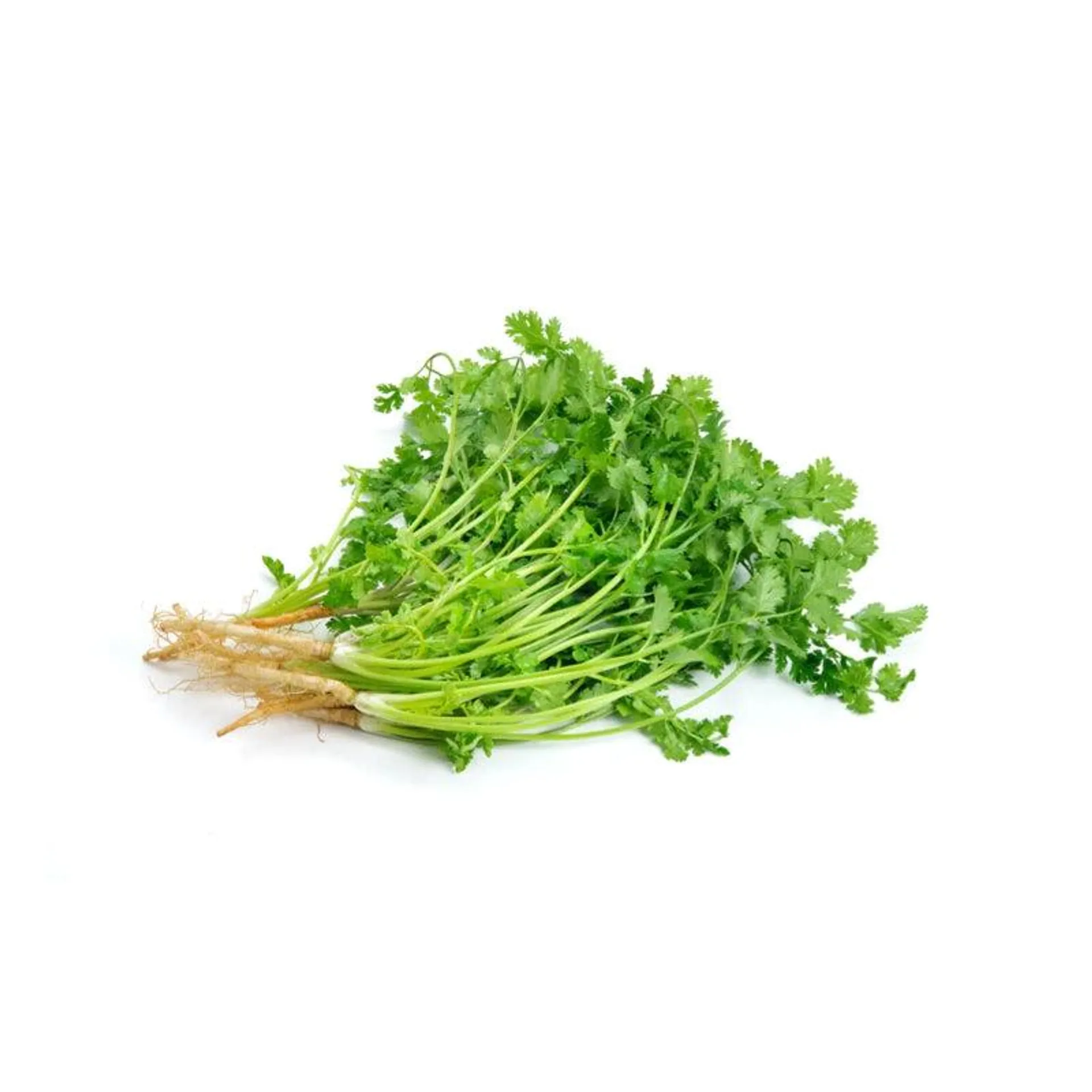 Chinese Coriander (Bunch)