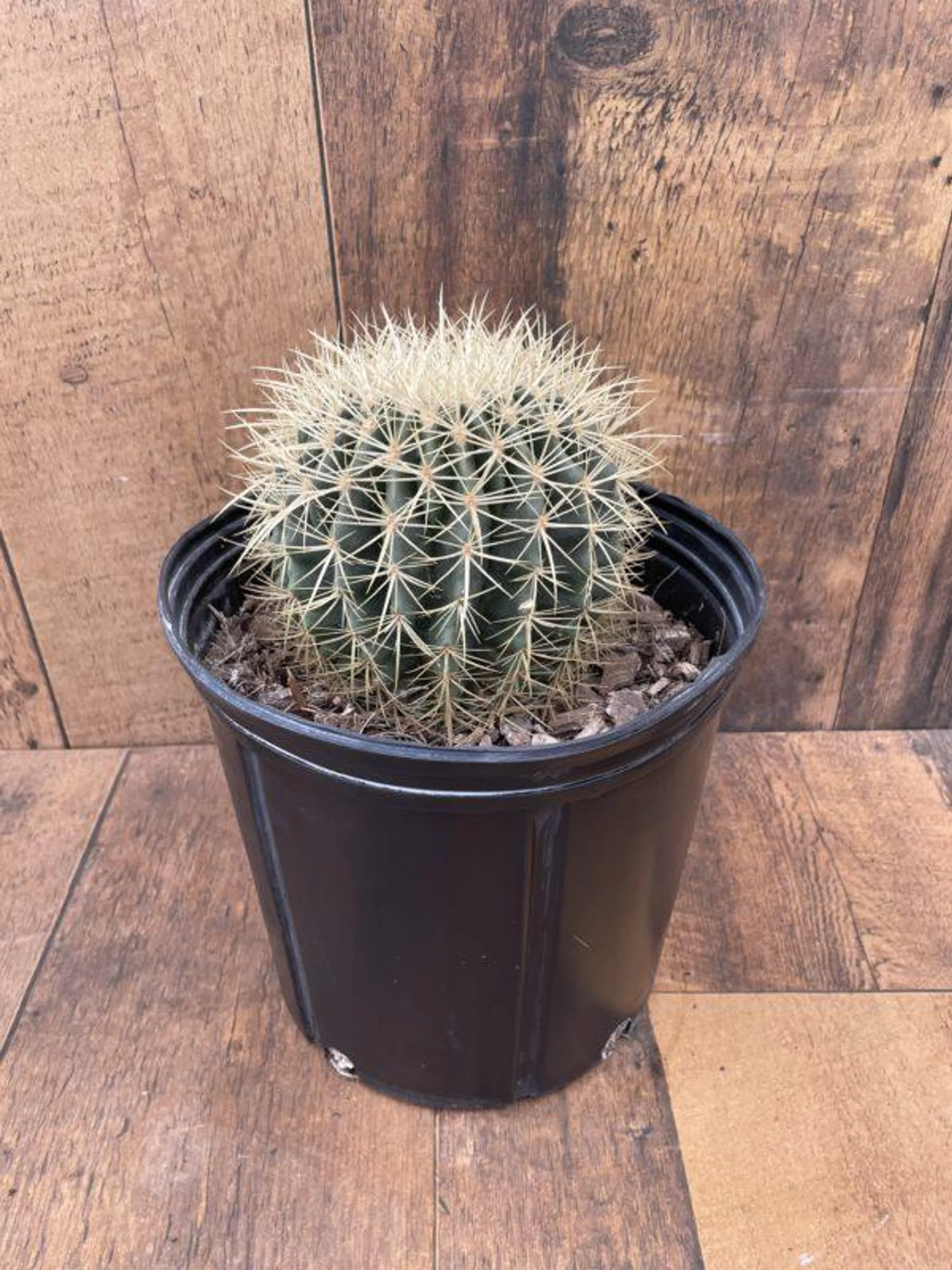 Barrel Cactus (10″ pot)