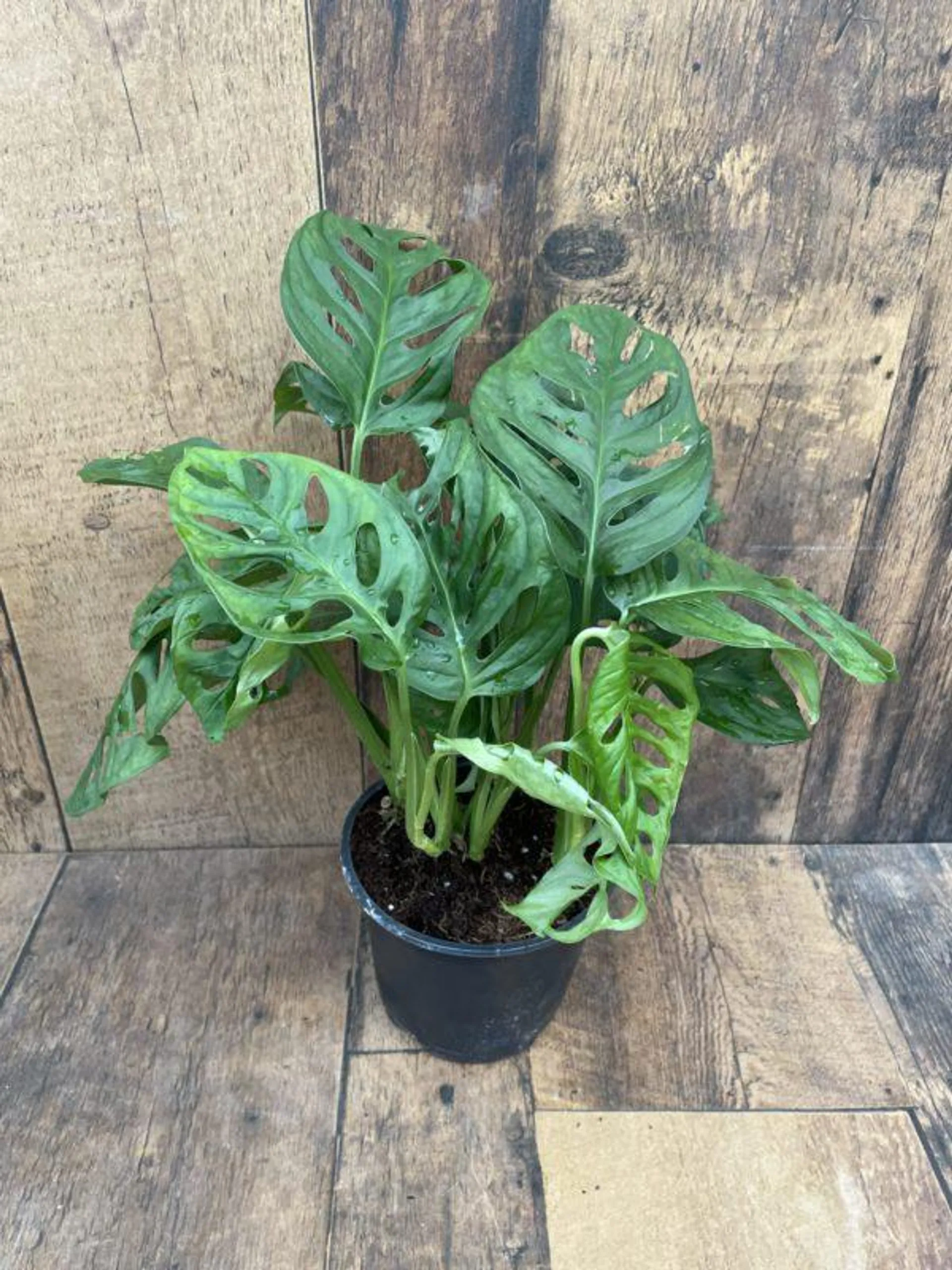 Monstera Adansonii Swiss Cheese Plant (6″ pot)