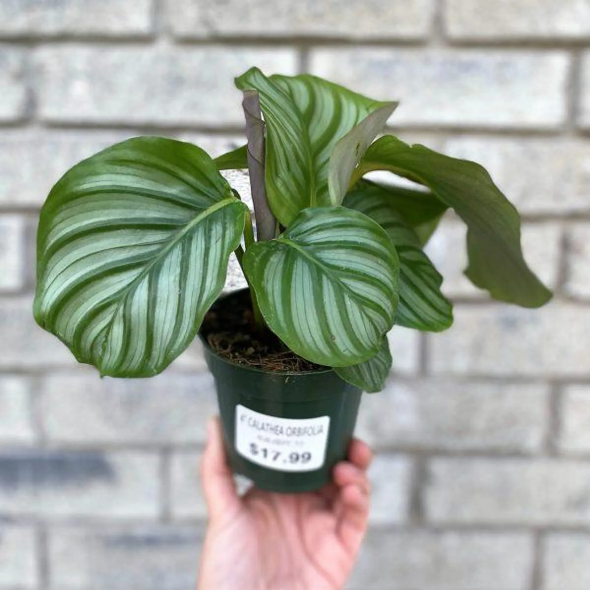 Calathea orbifolia (4″ pot)