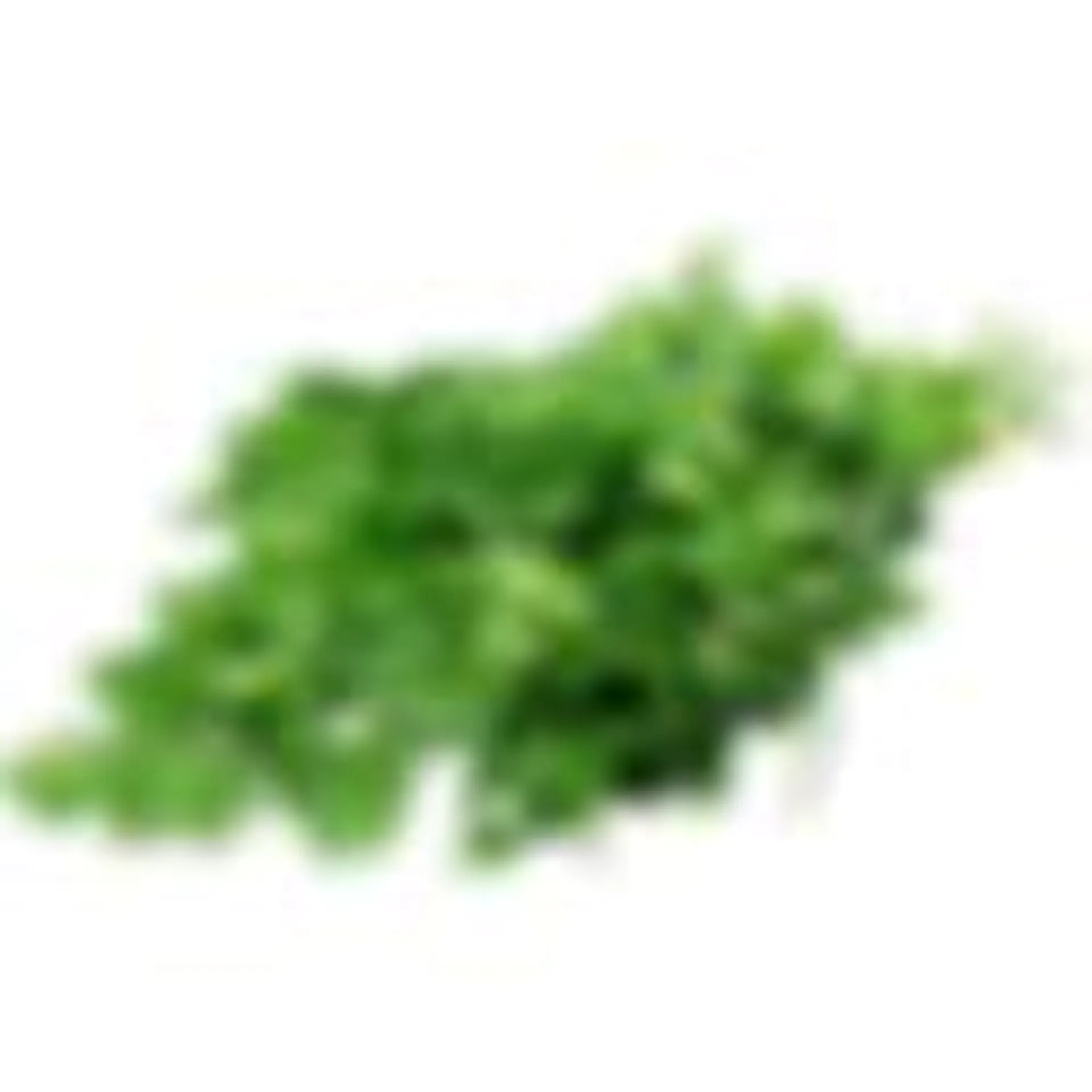 Italian Parsley