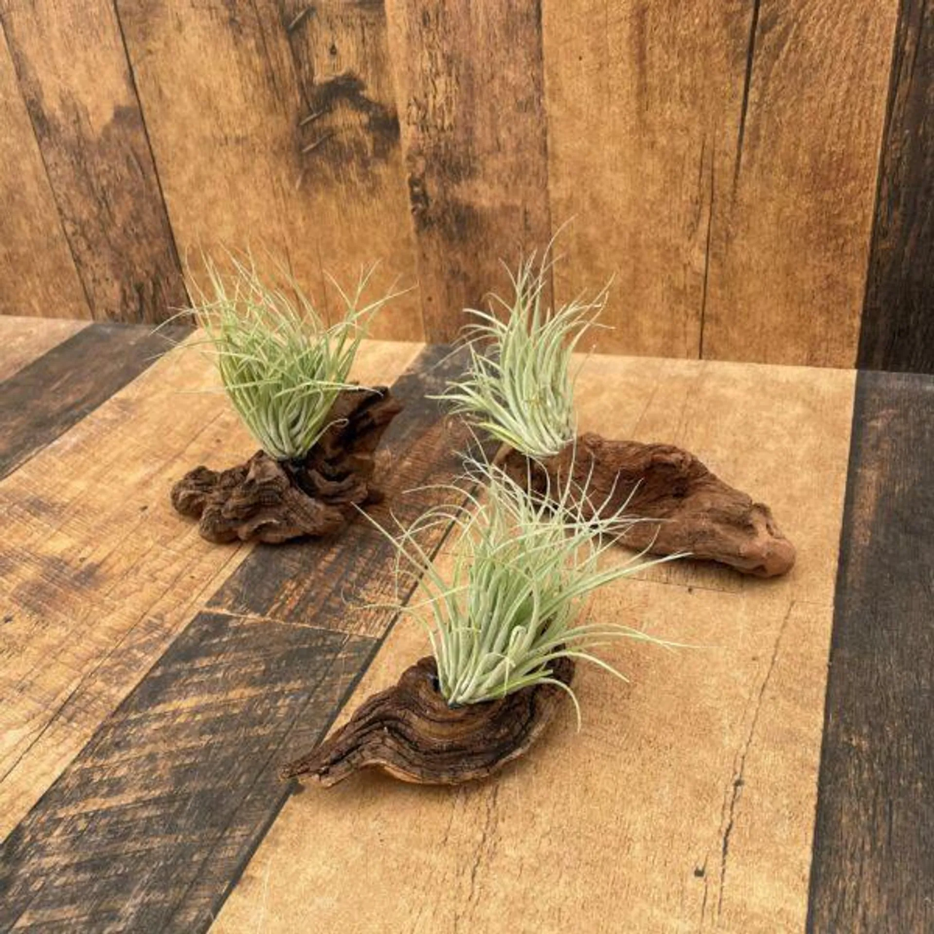 Driftwood Air Plants