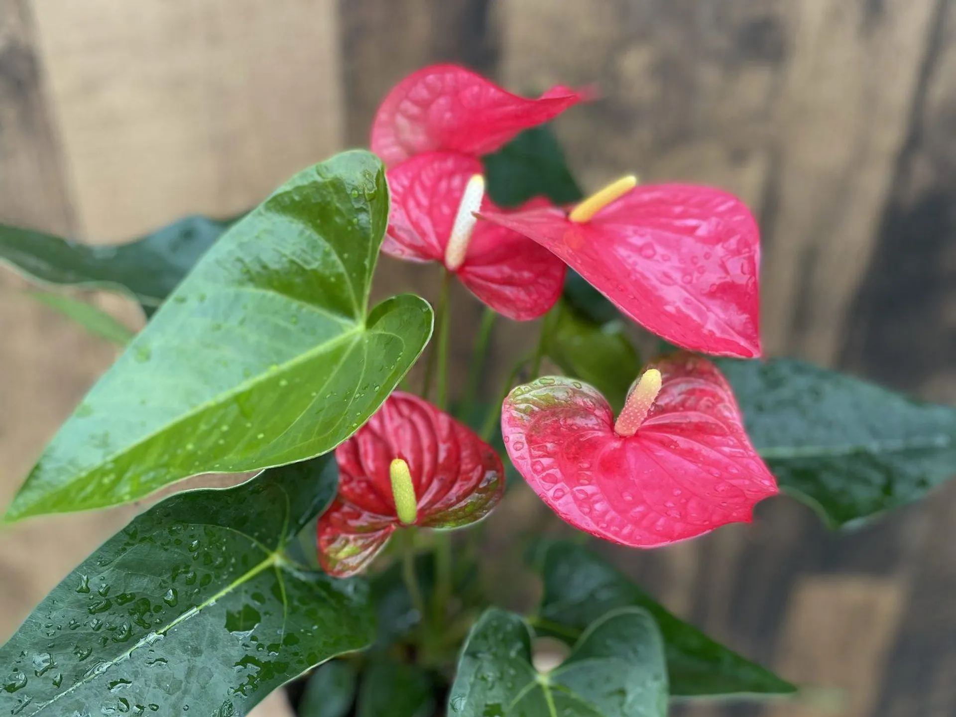 10″ Anthurium Bowl