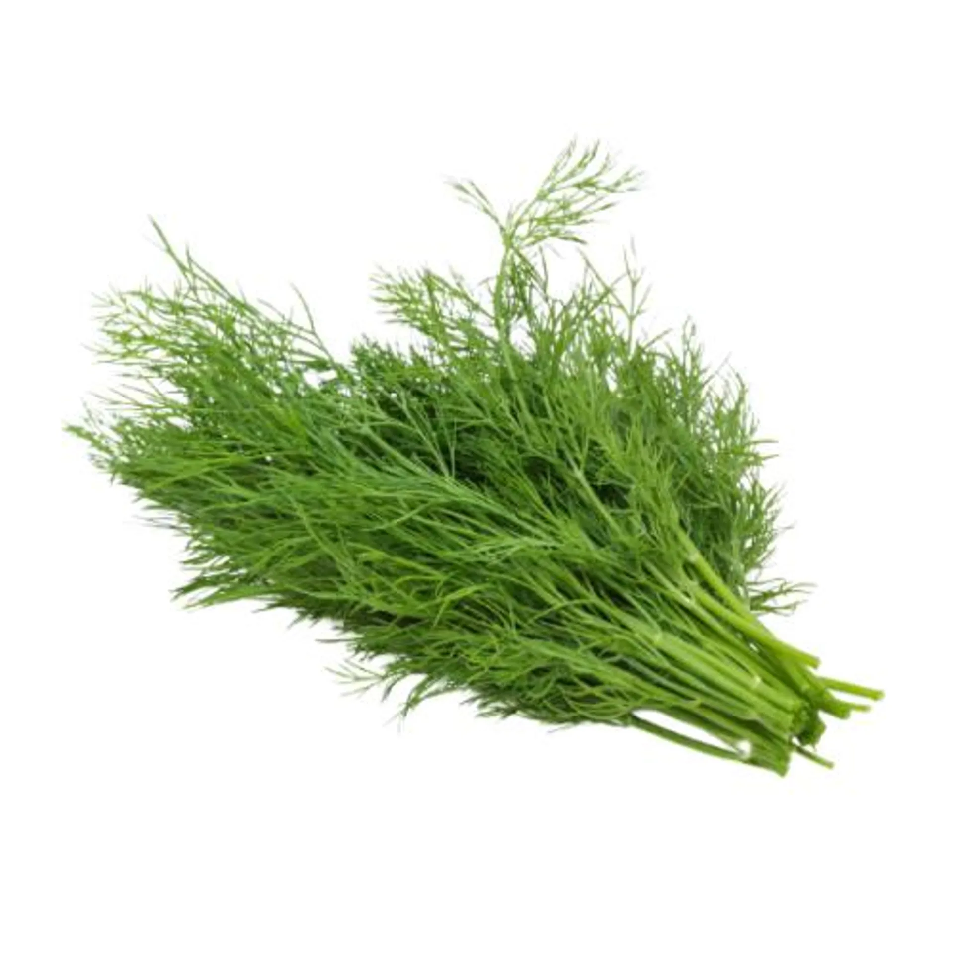 Fresh Dill