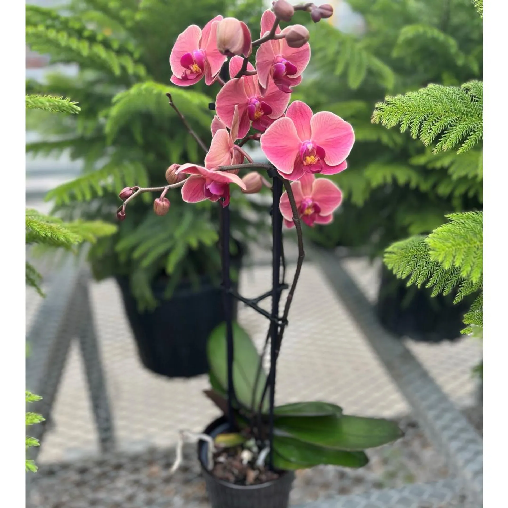 Magnifica Orchid – Triple Spike in Ceramic