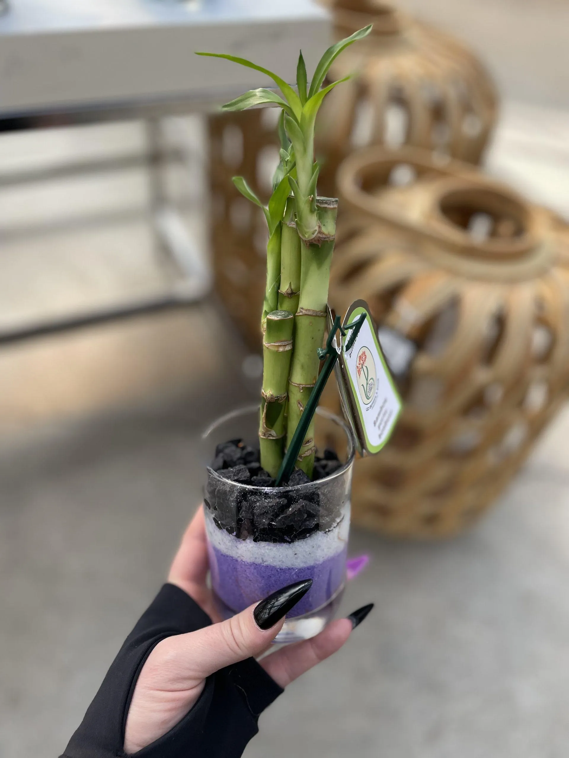 Small 3 stalk Lucky Bamboo