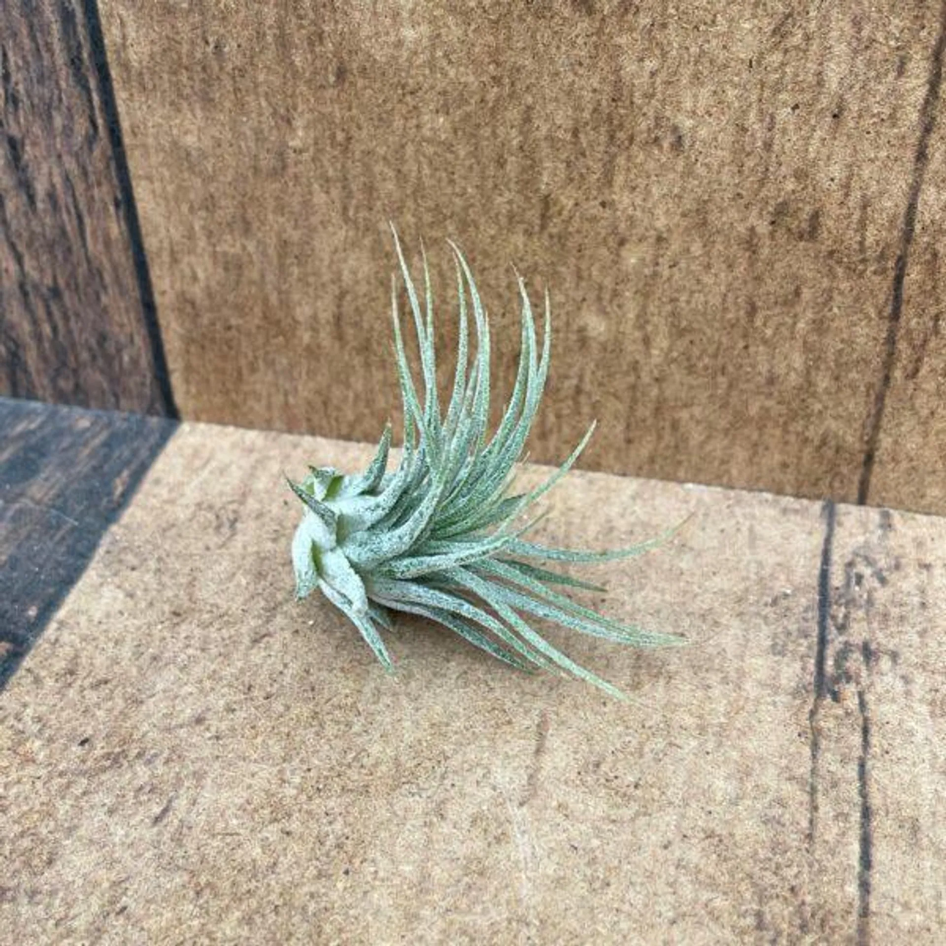 Ionantha Guatemala Small Air Plant