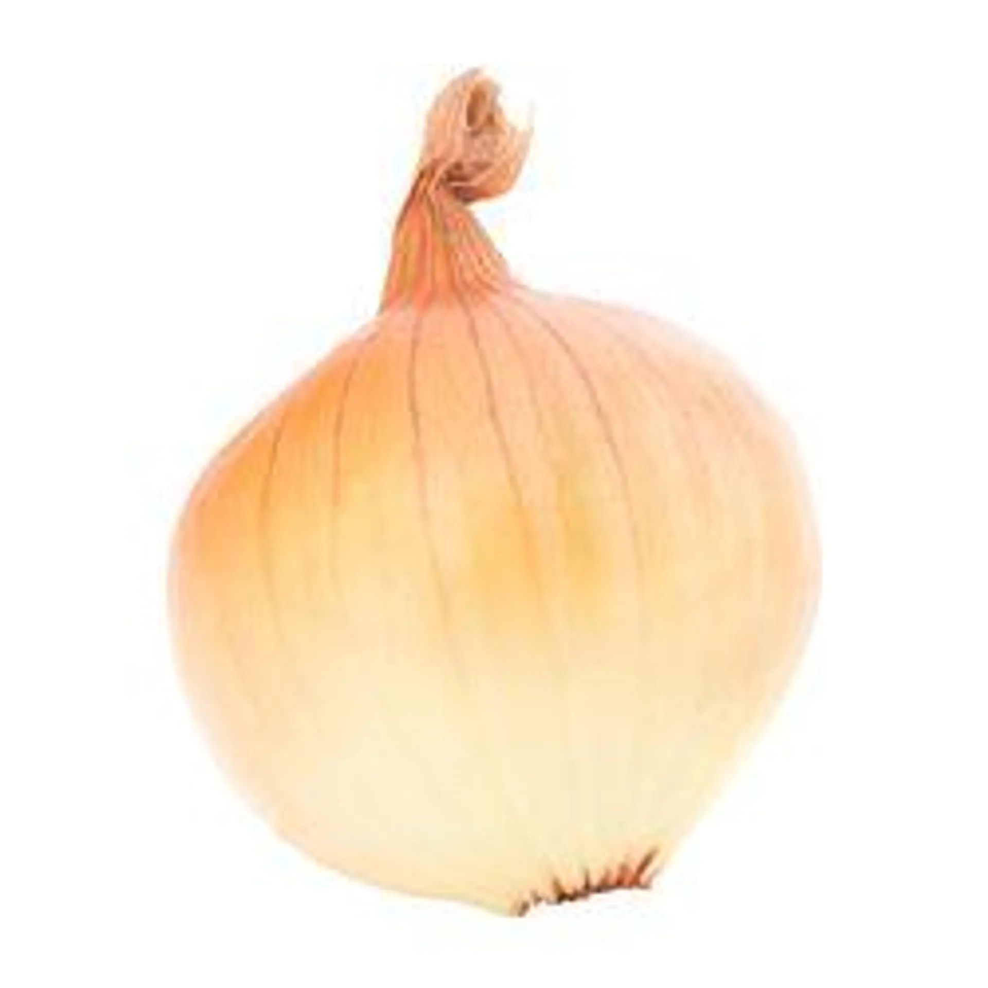 Colossal Sweet Onion