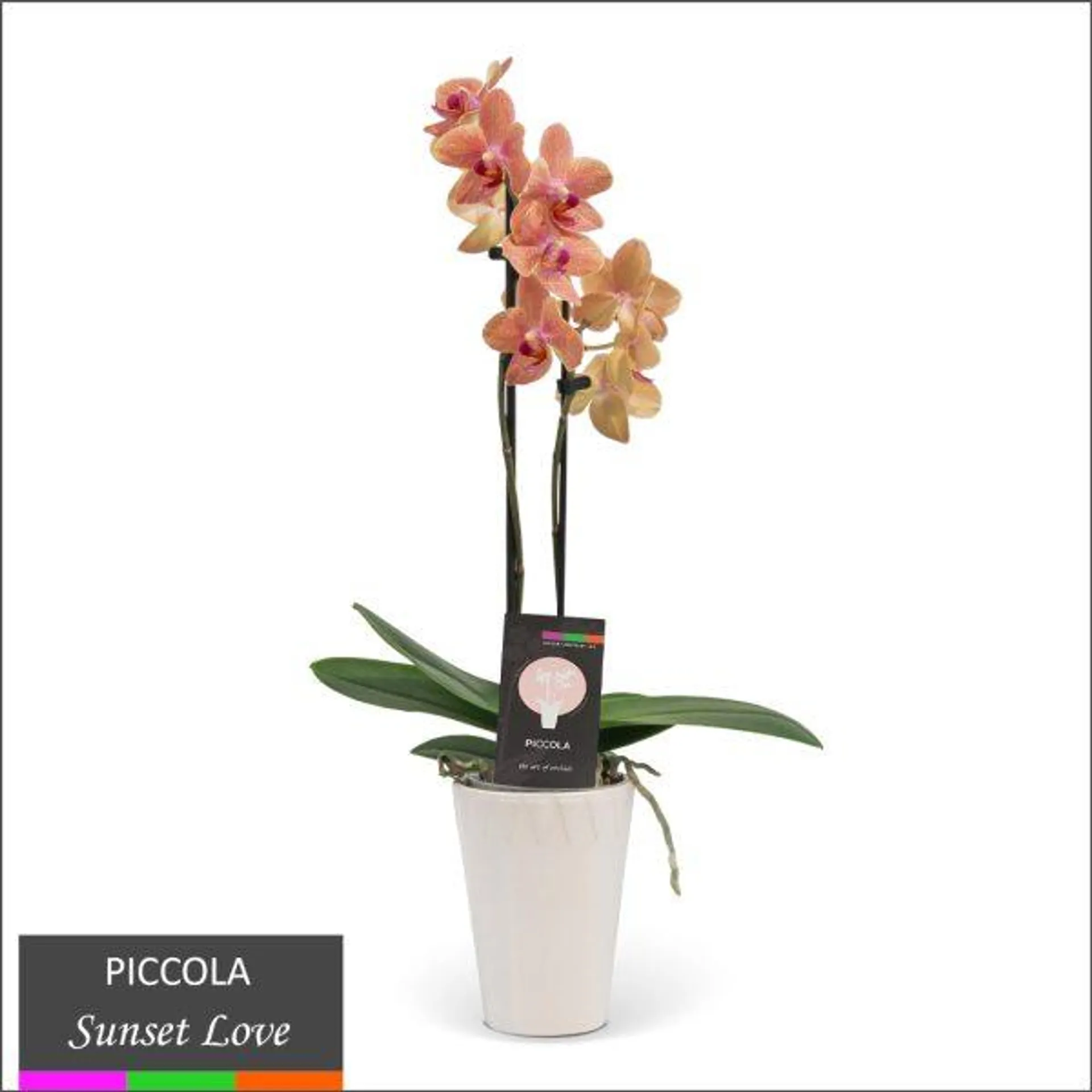 Piccola Orchid – Multi Spike in Ceramic Pot