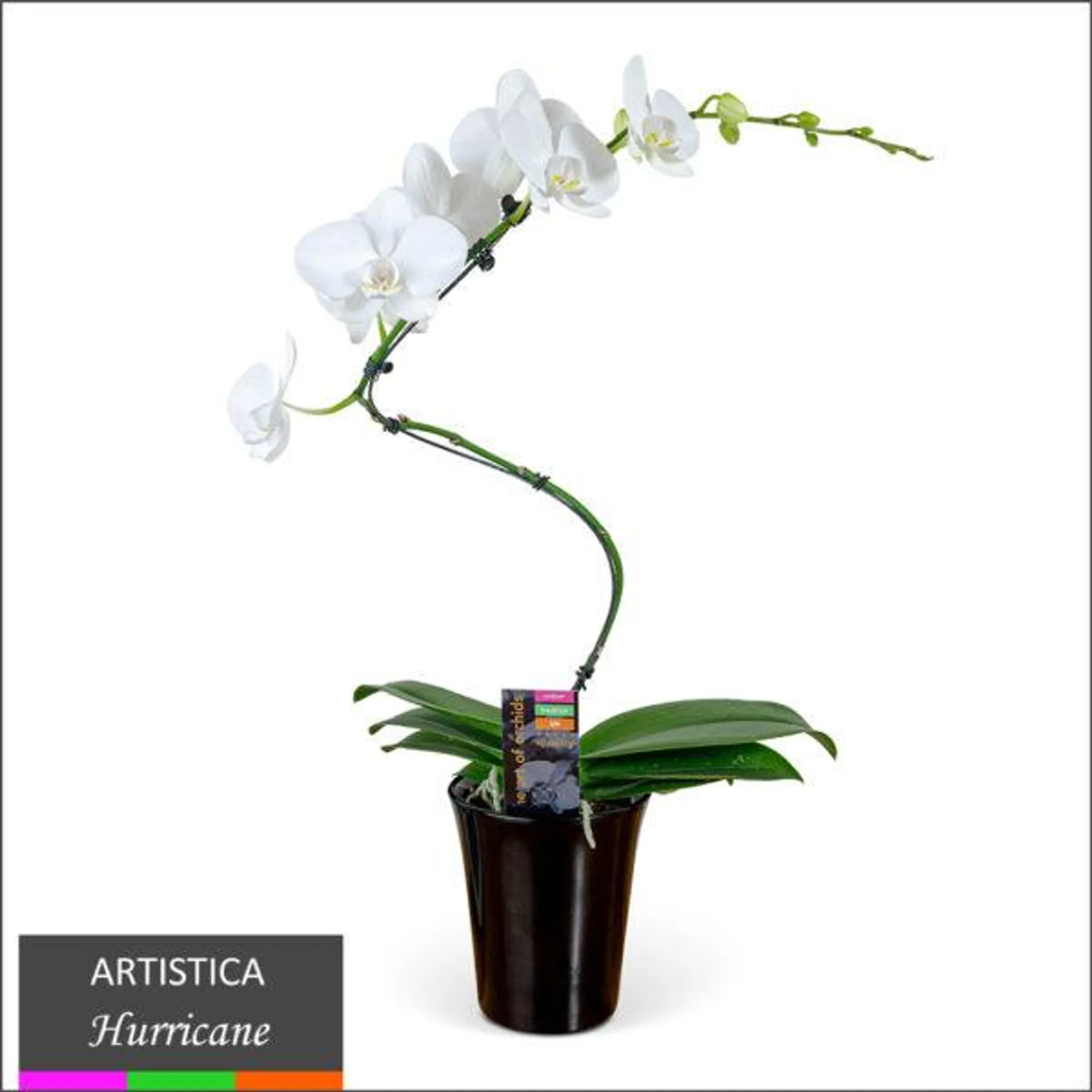 Artistica Orchid – Hurricane in Ceramic Pot