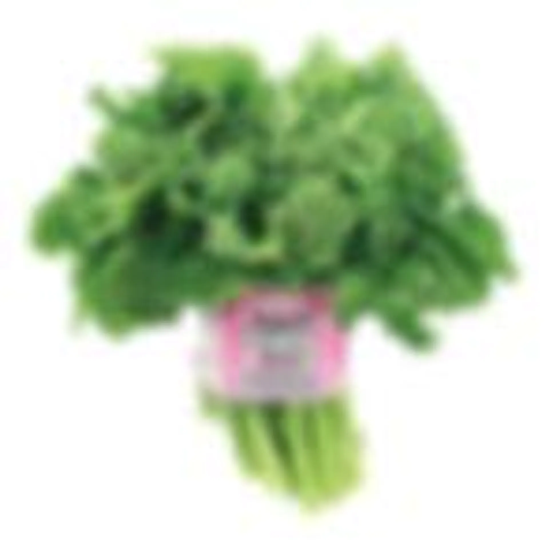 Rapini