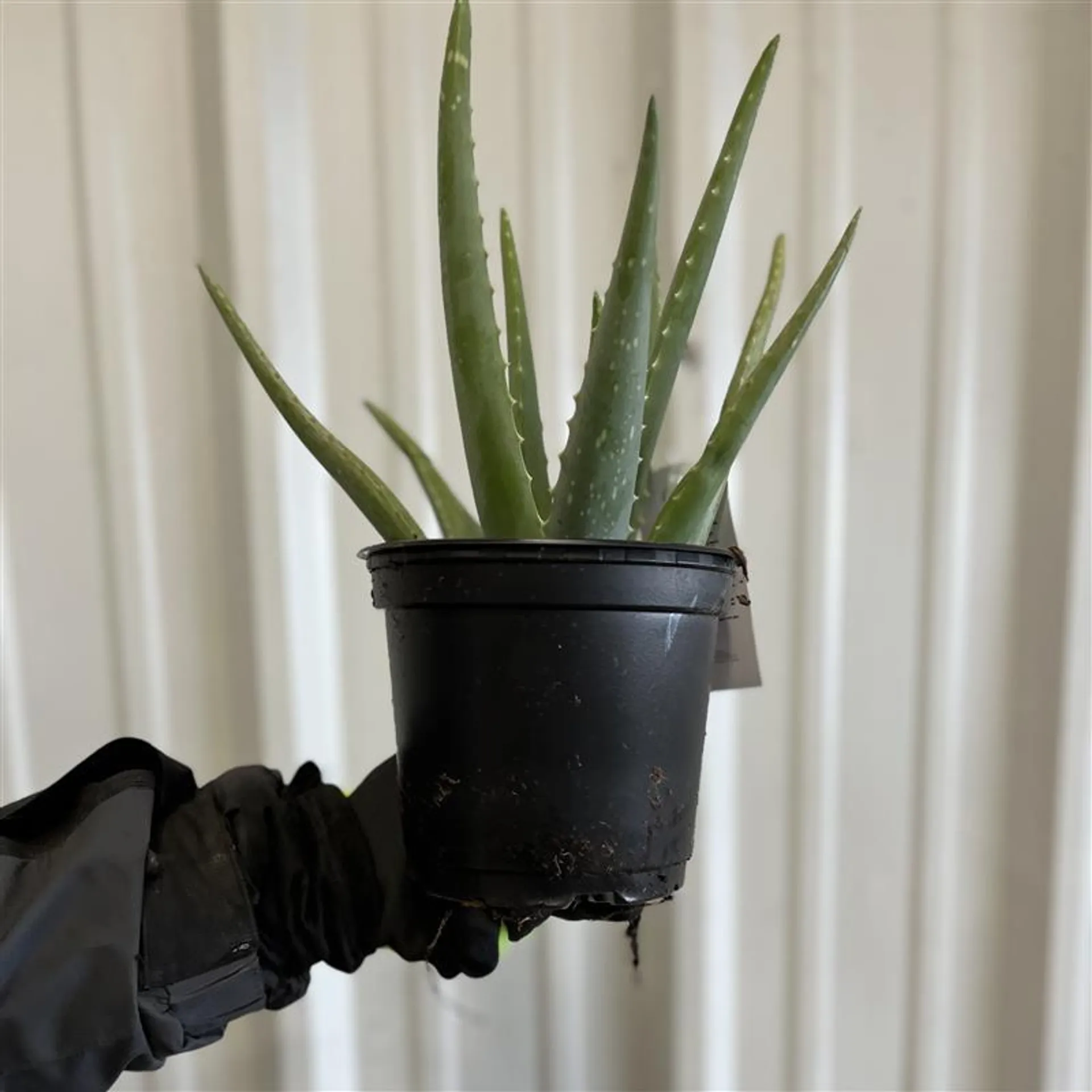 6″ Aloe in Growers Pot
