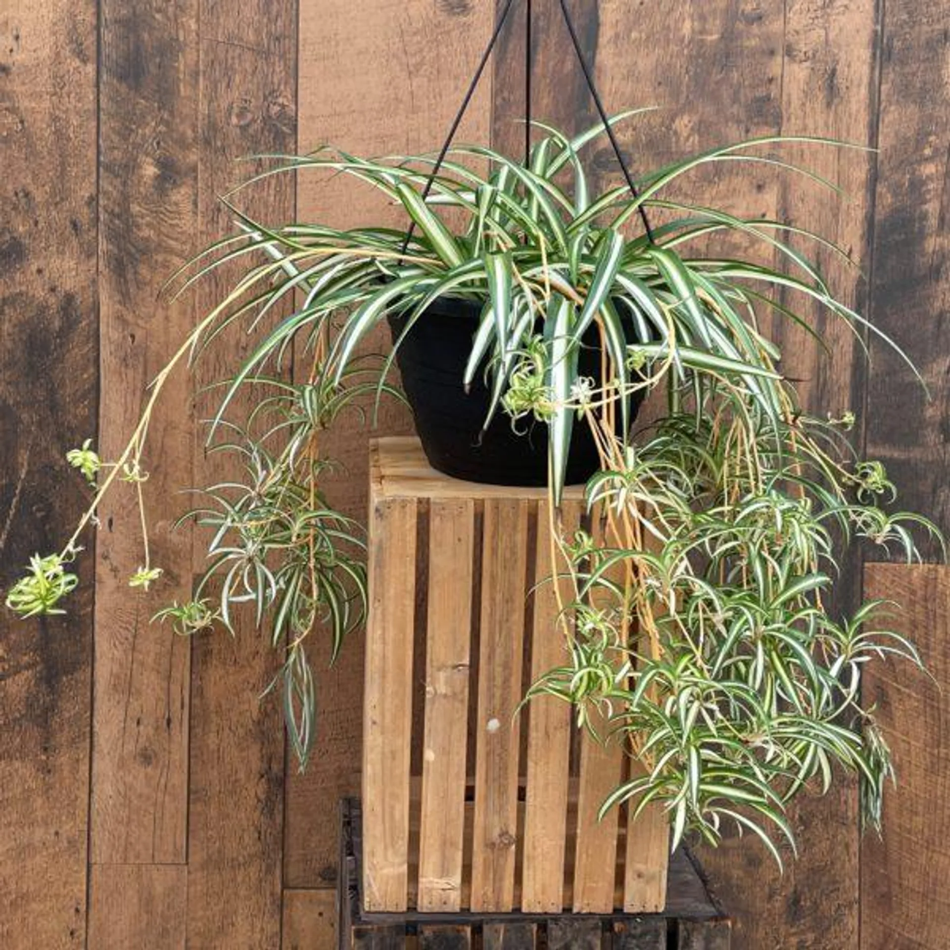 10″ Spider Plant Hanging Basket