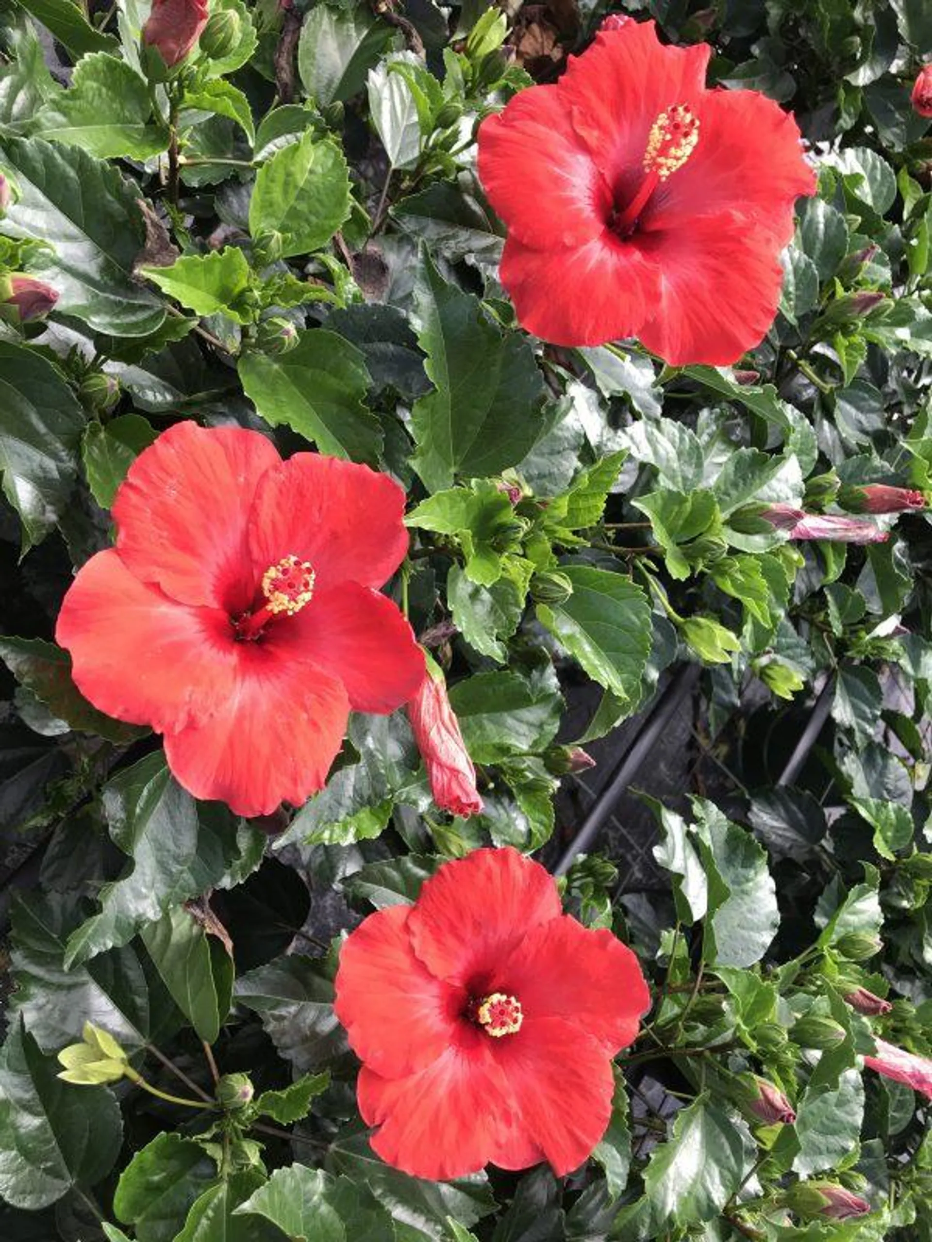 10″ Hibiscus – Growers Choice