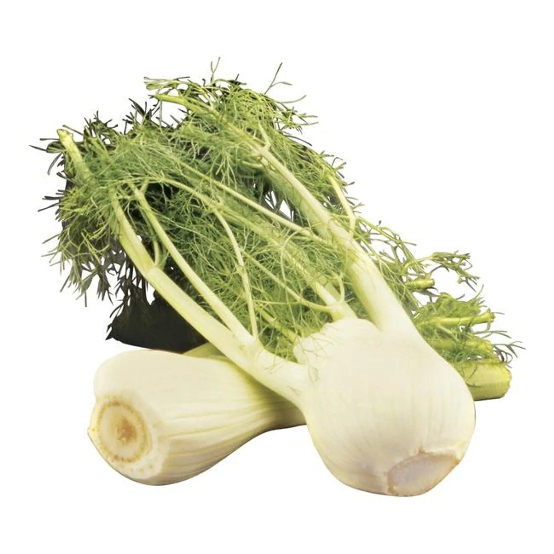 Anise/Fennel