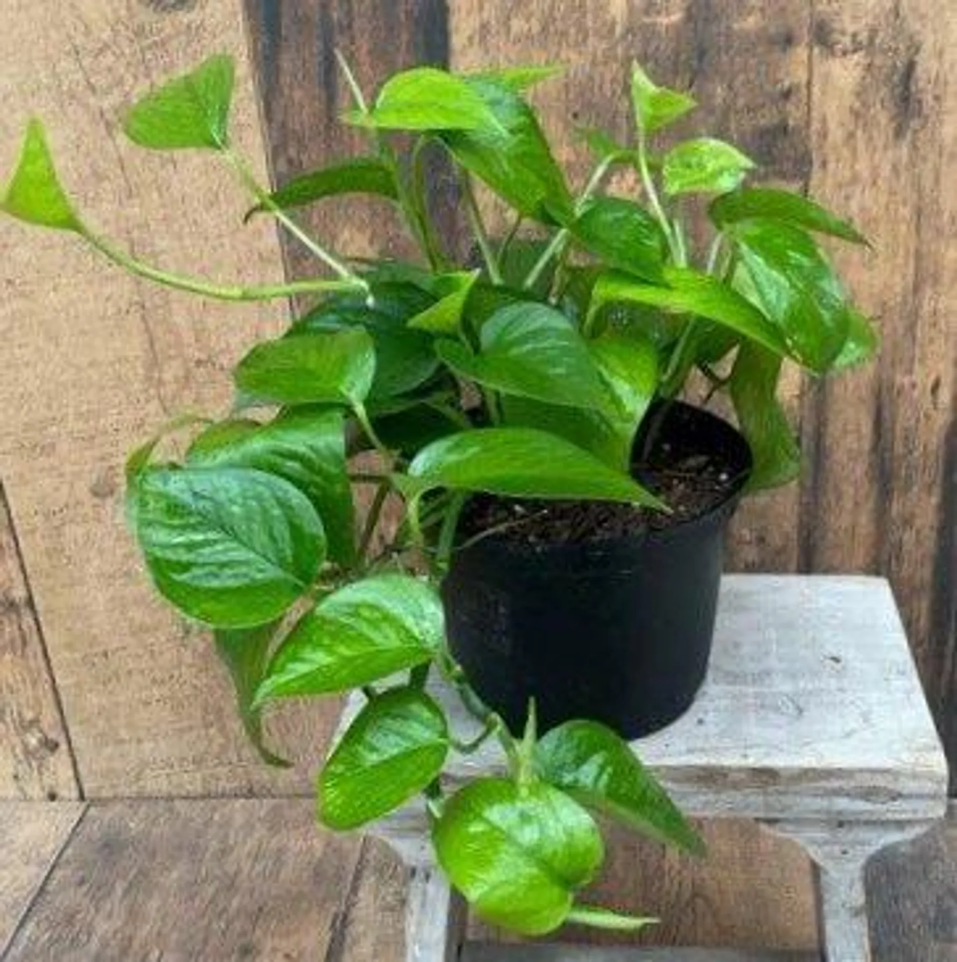 Pothos ‘Jade’ (6″ pot)