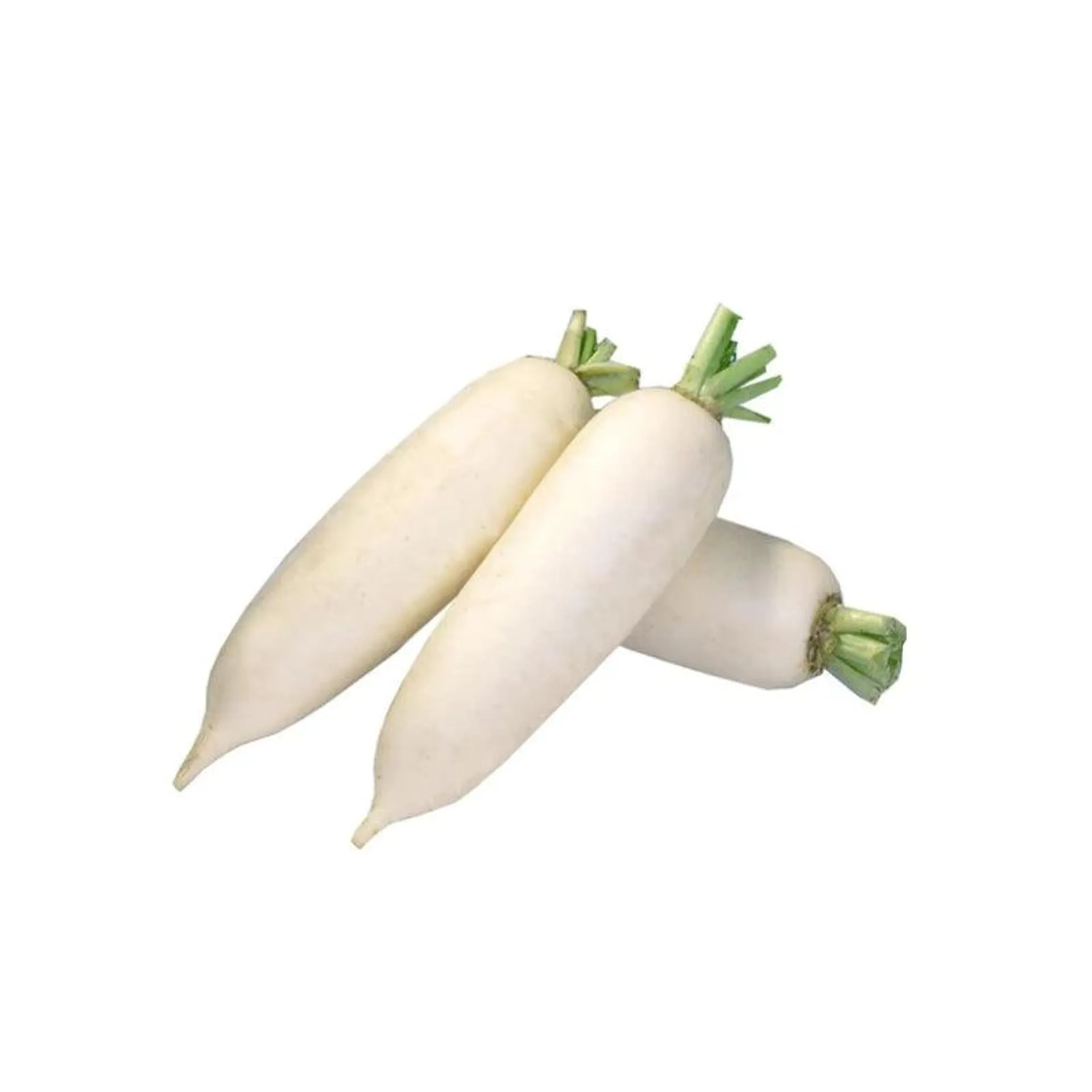 White Radish 2.0-2.5LB