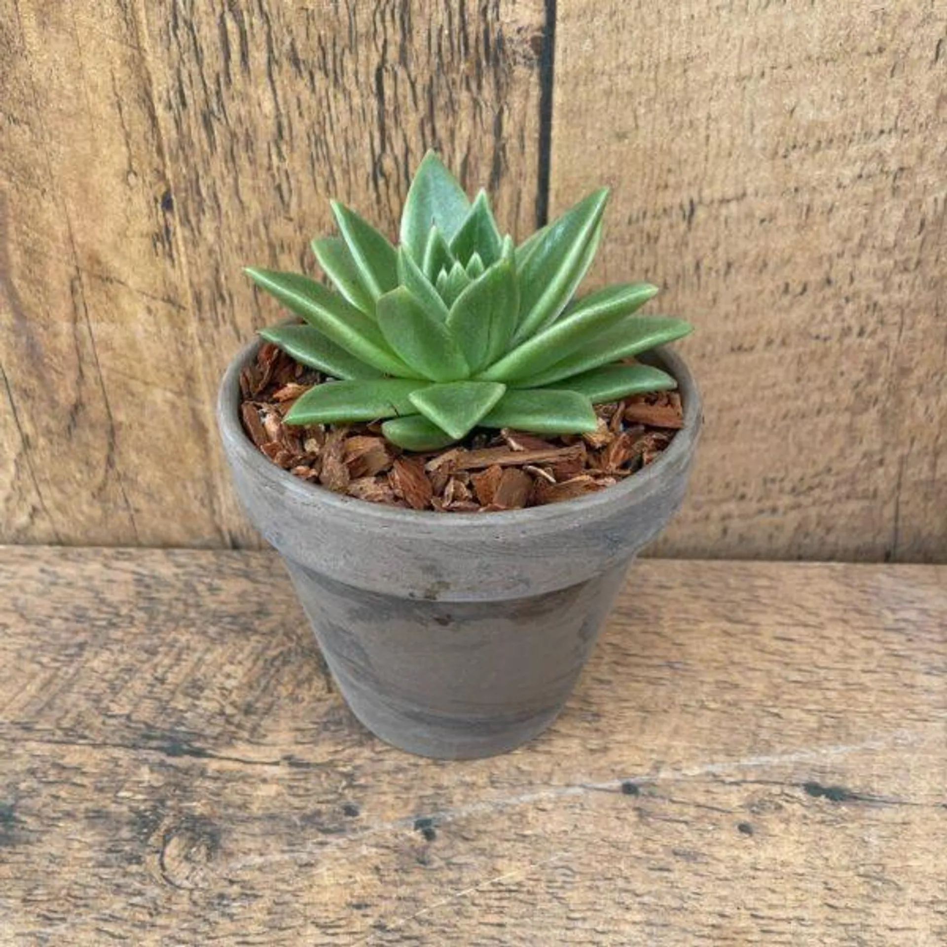 Succulent in Terracotta