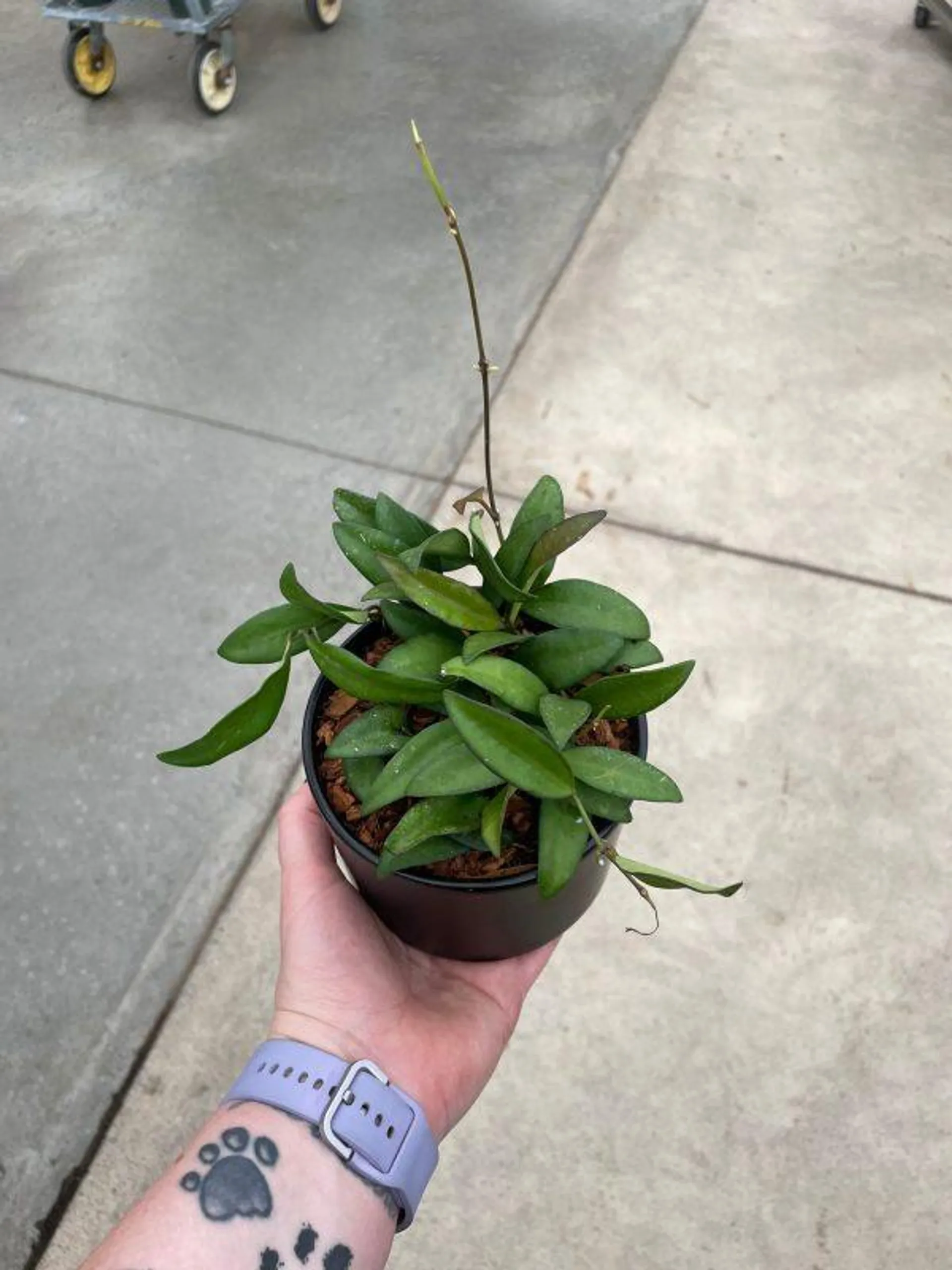 4″ Hoya in Black Pot