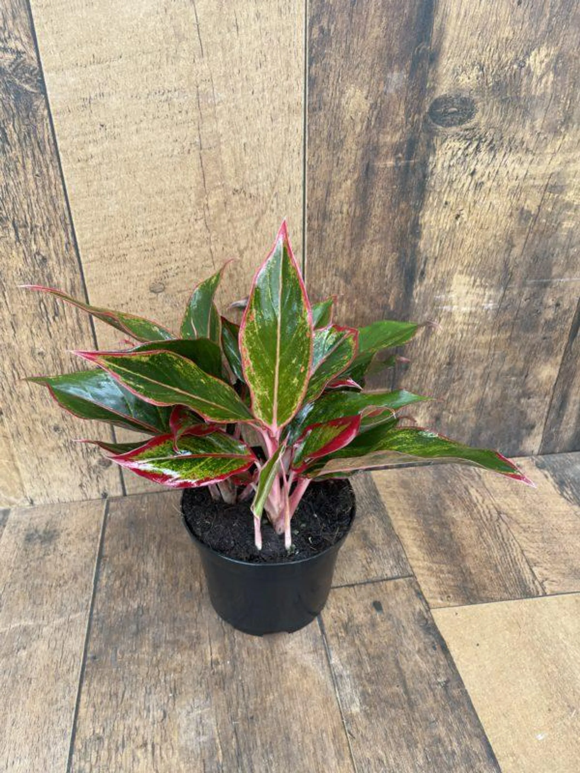 Aglaonema (6″ pot) – (multiple varieties available)