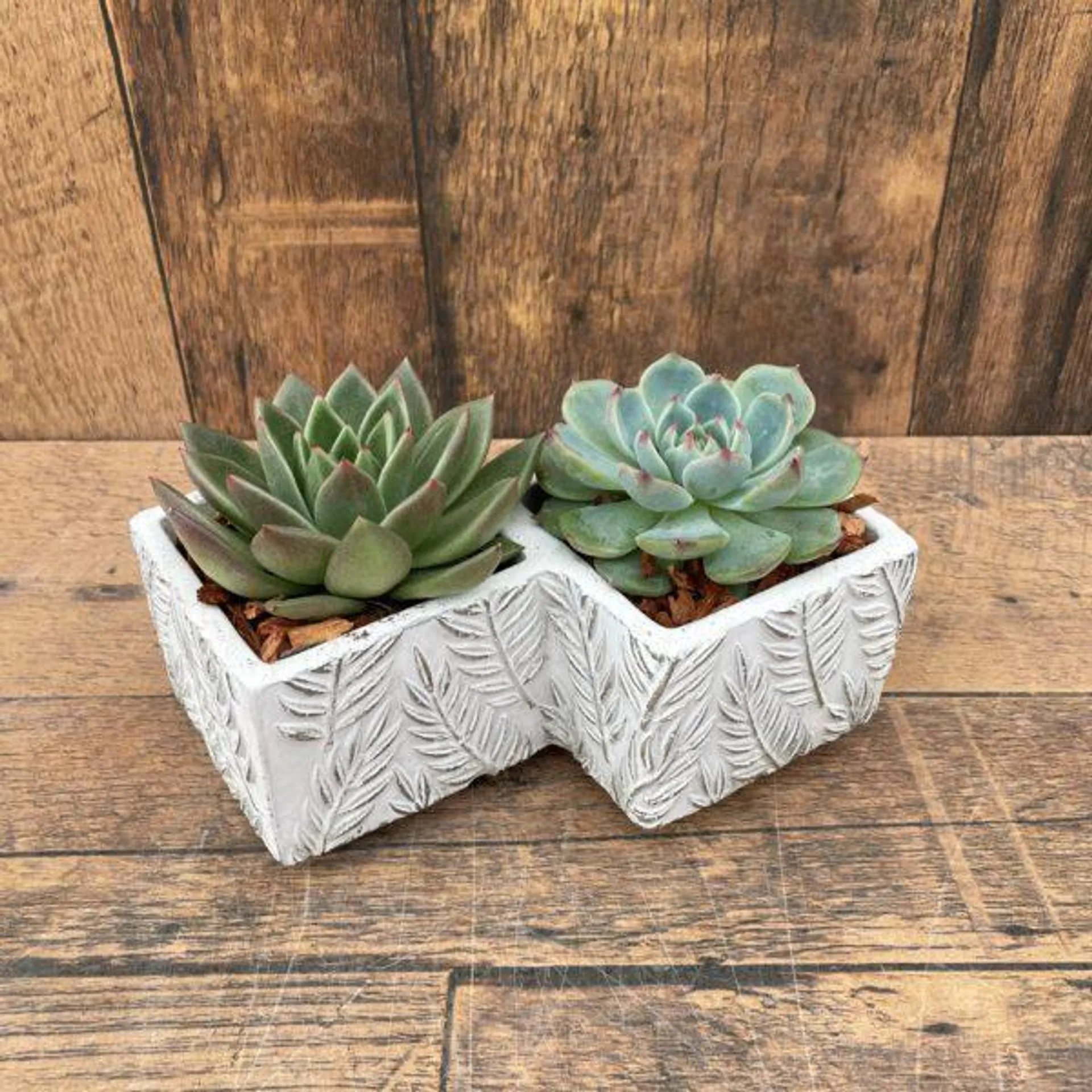 Succulent Duo