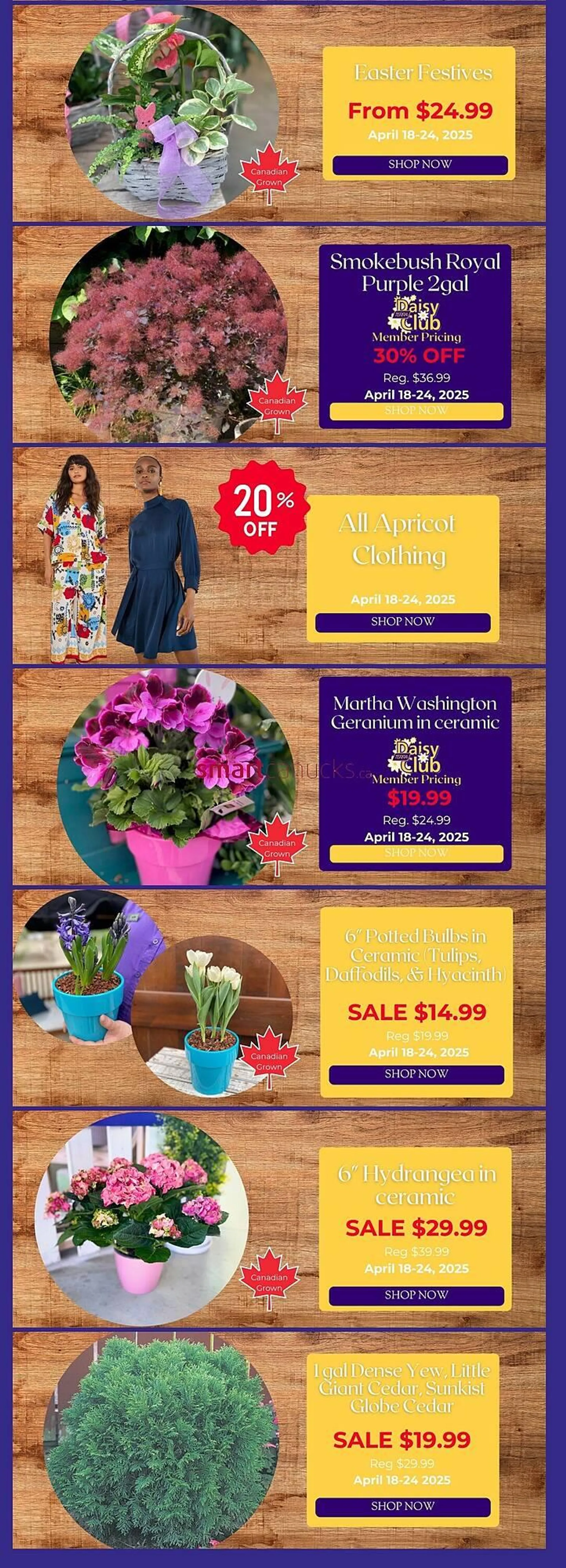 Terra Green Houses flyer from April 25 to May 29 2025 - flyer page 2